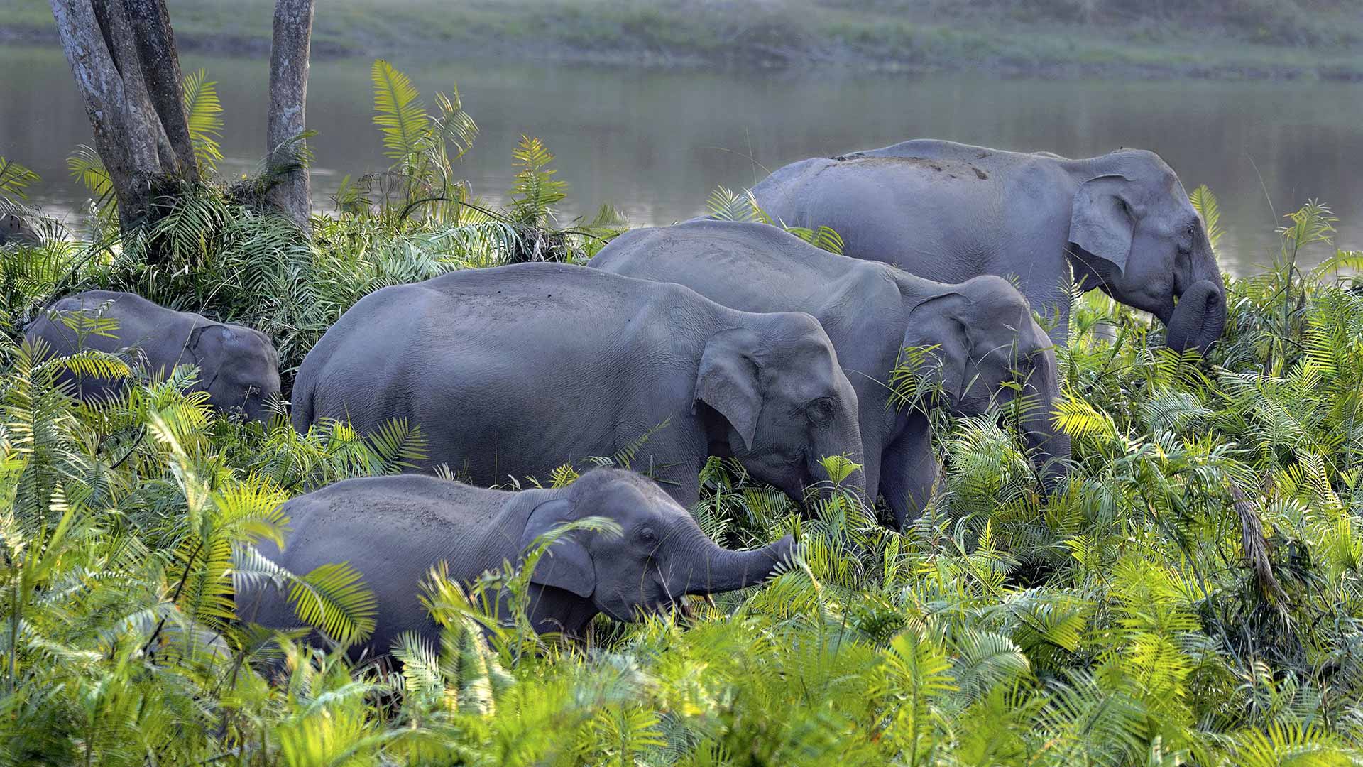 Descarga gratis la imagen Animales, Elefante Asiático en el escritorio de tu PC