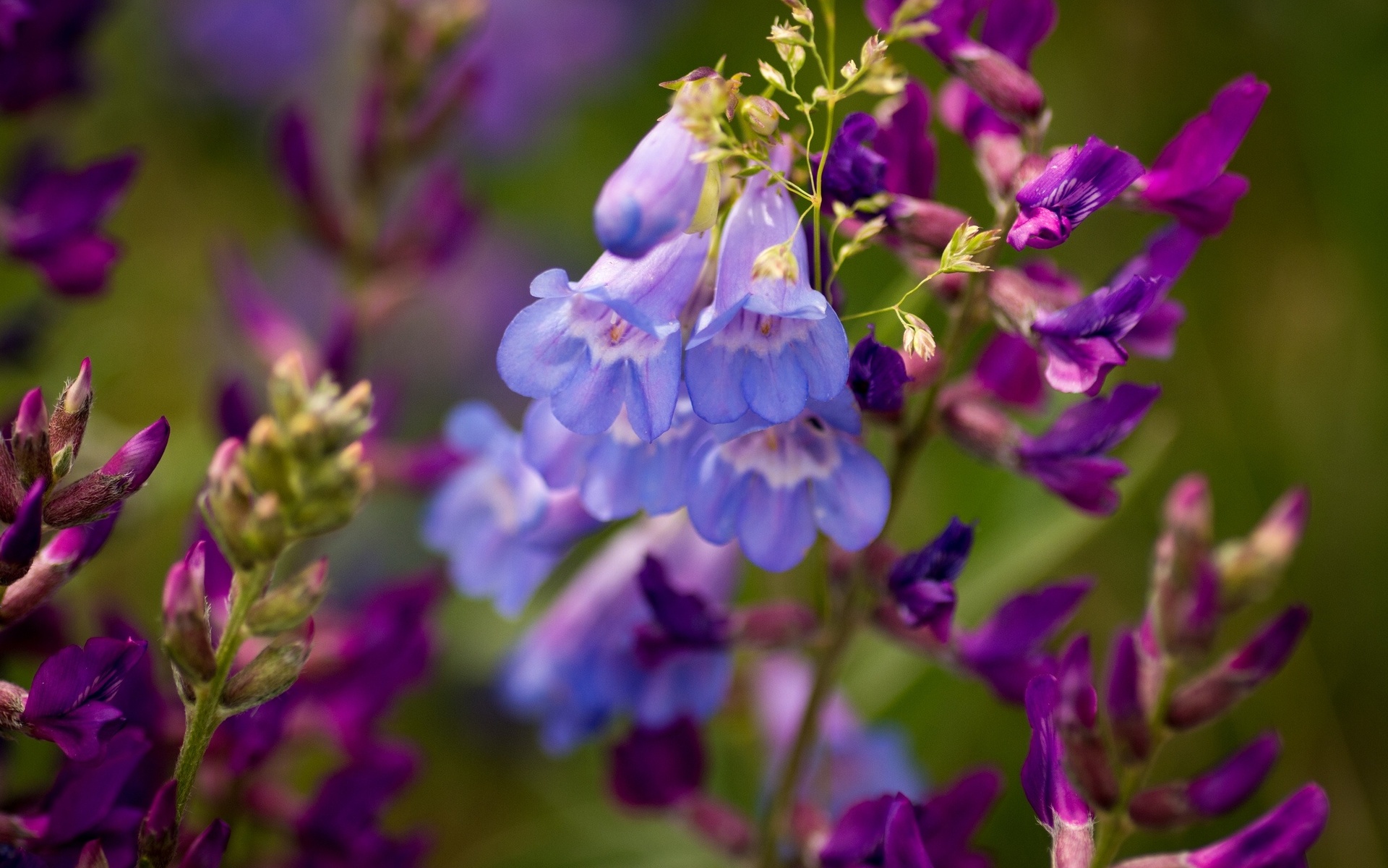 Handy-Wallpaper Blumen, Blume, Erde/natur kostenlos herunterladen.