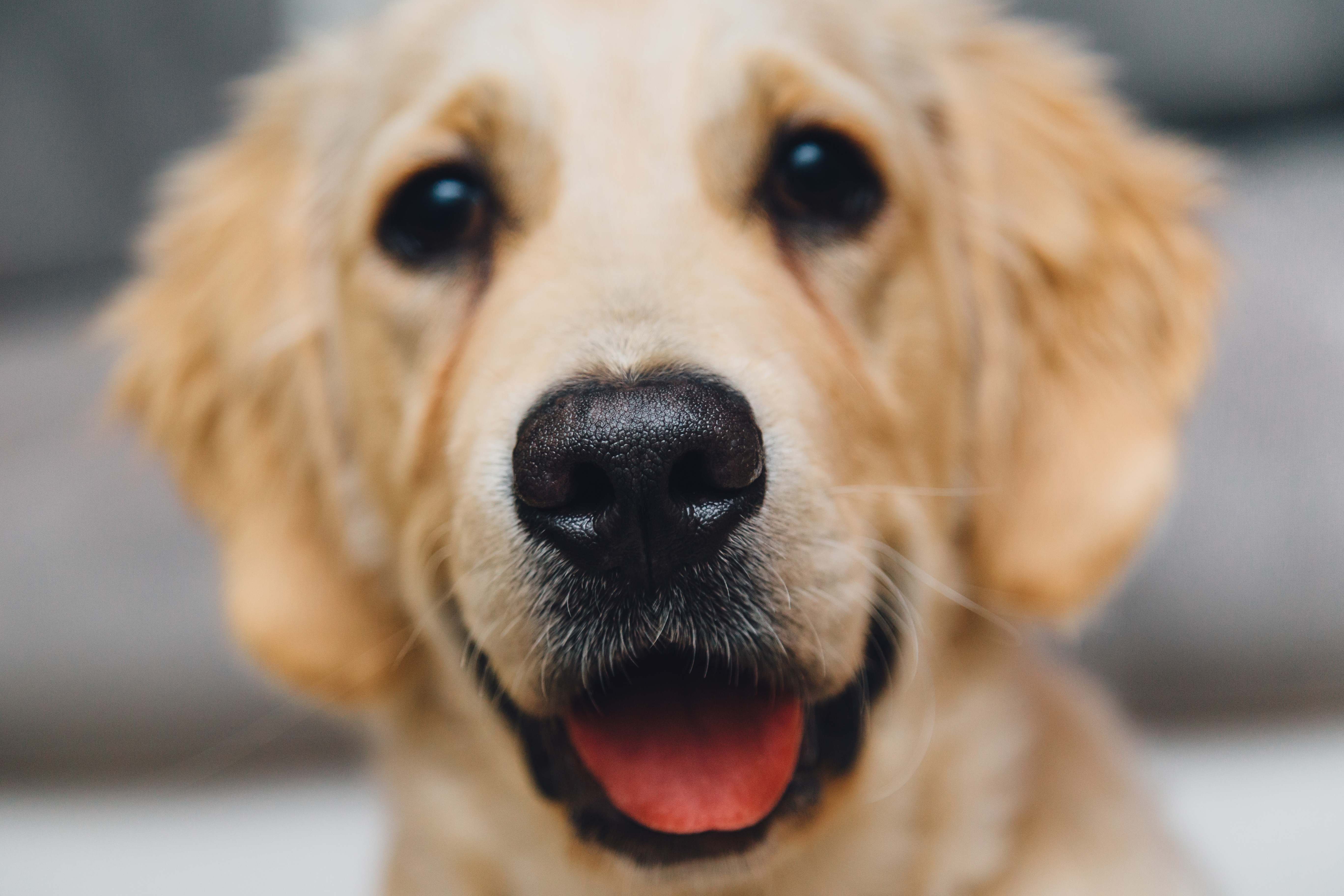 Download mobile wallpaper Dog, Muzzle, Puppy, Animals, Golden Retriever for free.