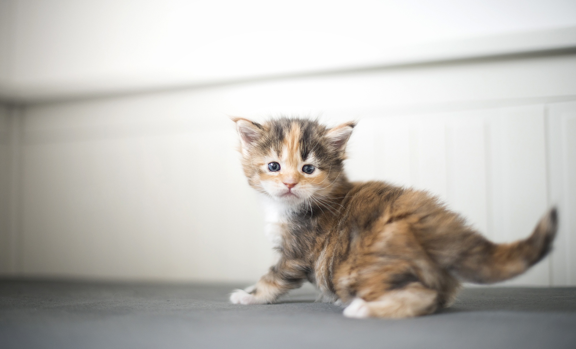 無料モバイル壁紙動物, ネコ, 猫, 子猫, 赤ちゃん動物をダウンロードします。