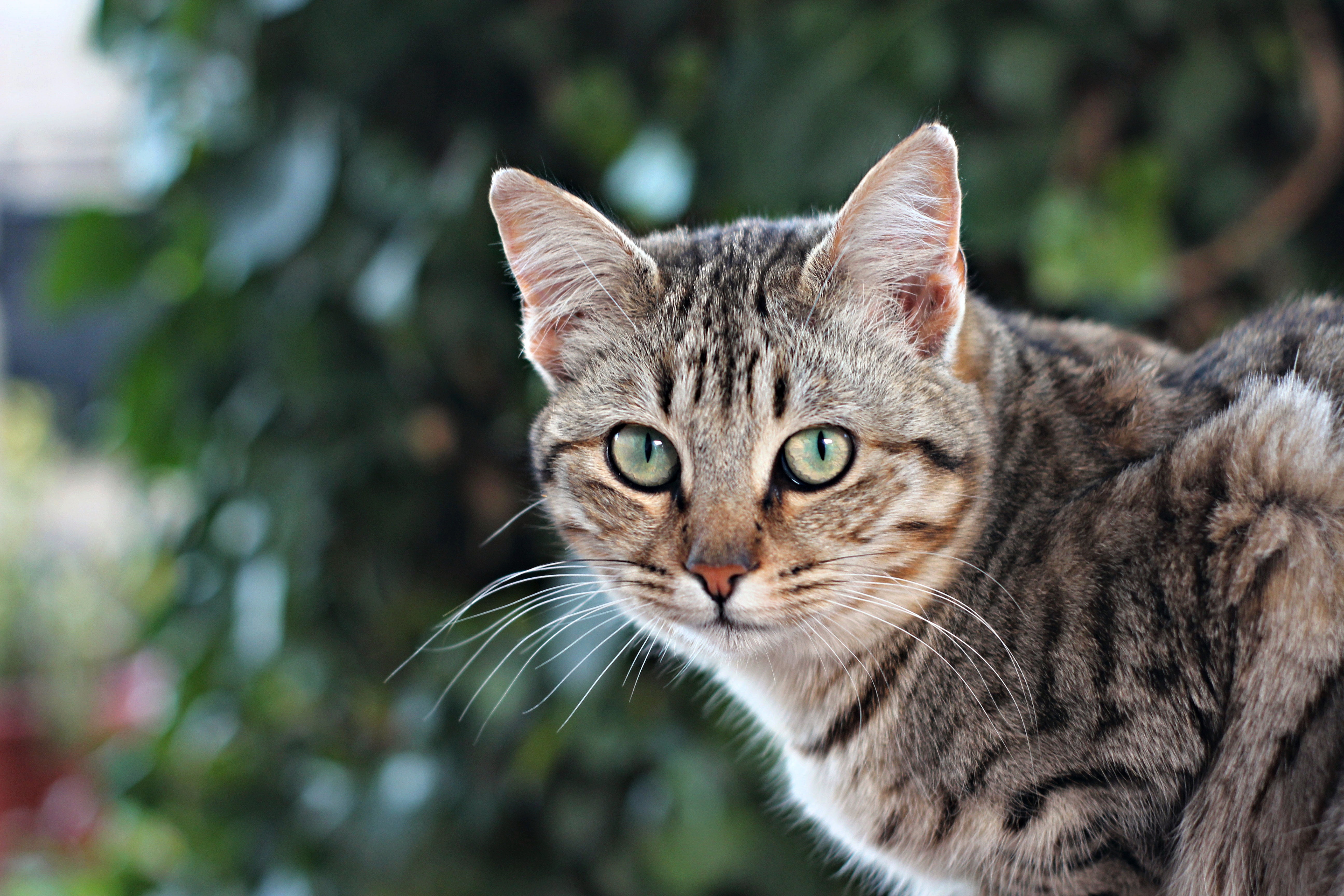 Laden Sie das Tiere, Katzen, Katze-Bild kostenlos auf Ihren PC-Desktop herunter