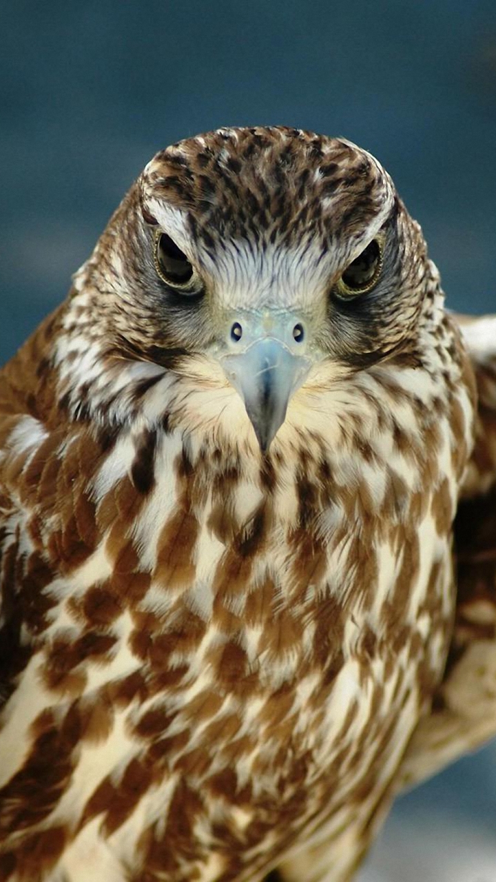 Download mobile wallpaper Birds, Bird, Animal, Eagle, Hawk for free.