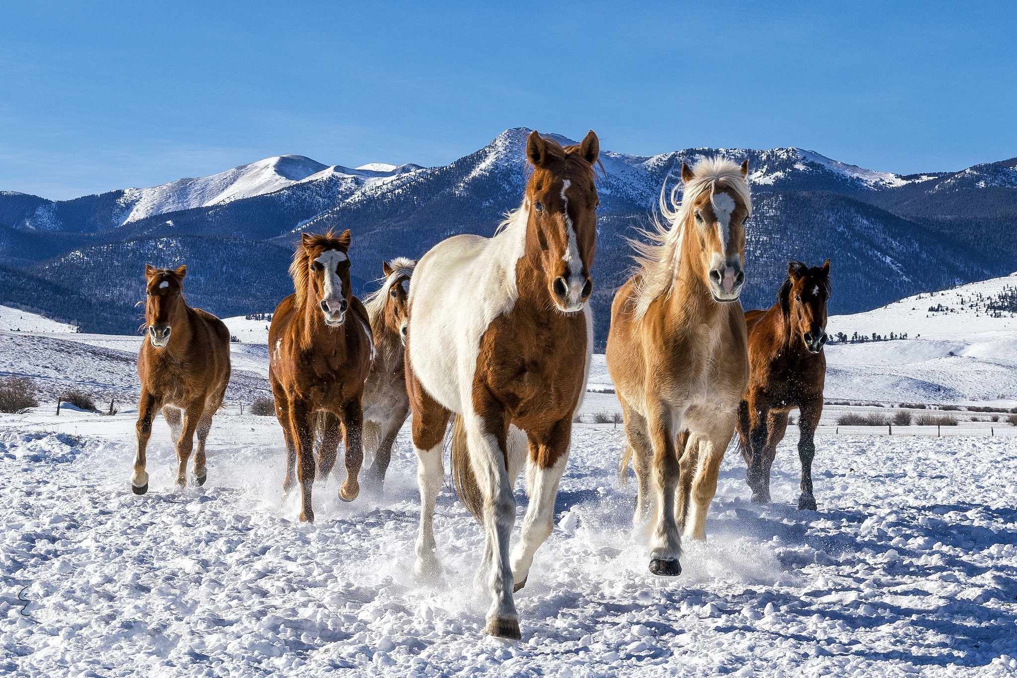 Descarga gratuita de fondo de pantalla para móvil de Animales, Nieve, Caballo.