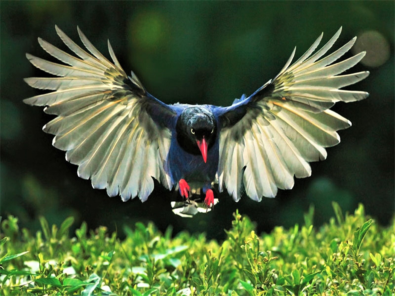 animal, magpie, bird, wings