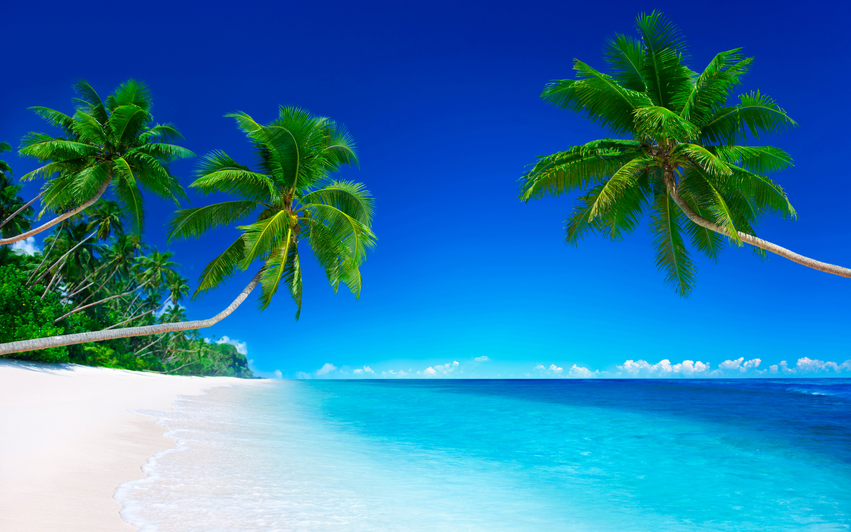 Free download wallpaper Earth, Palm Tree on your PC desktop