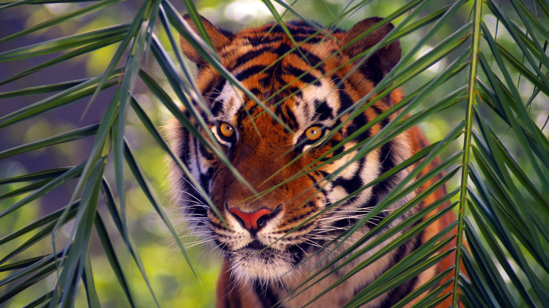 121246 descargar imagen animales, hojas, bozal, sucursales, rama, tigre, caza, acosar: fondos de pantalla y protectores de pantalla gratis