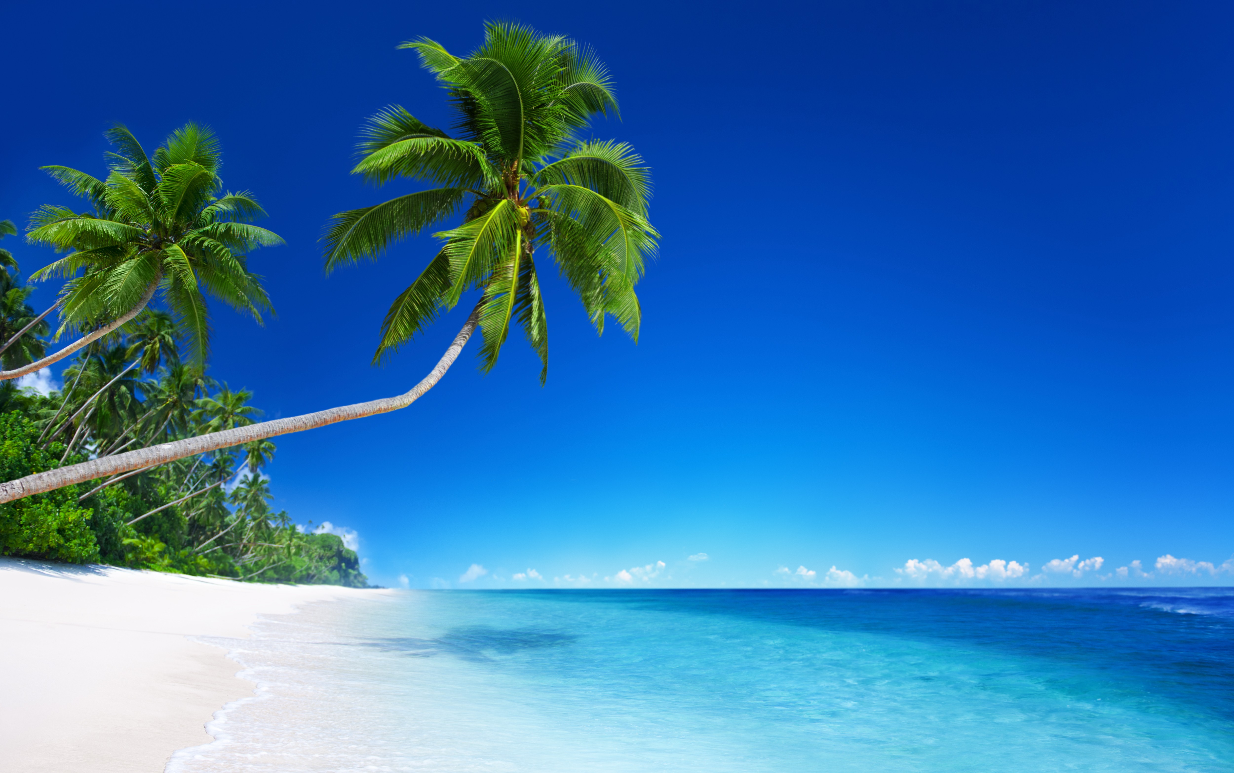Скачать обои бесплатно Пляж, Горизонт, Океан, Пальма, Тропический, Земля/природа картинка на рабочий стол ПК