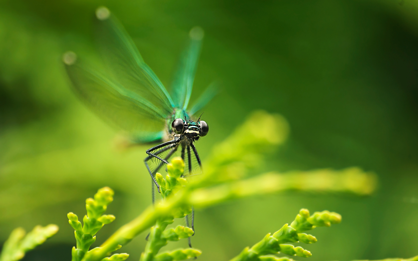 26368 descargar imagen insectos, libélulas, verde: fondos de pantalla y protectores de pantalla gratis