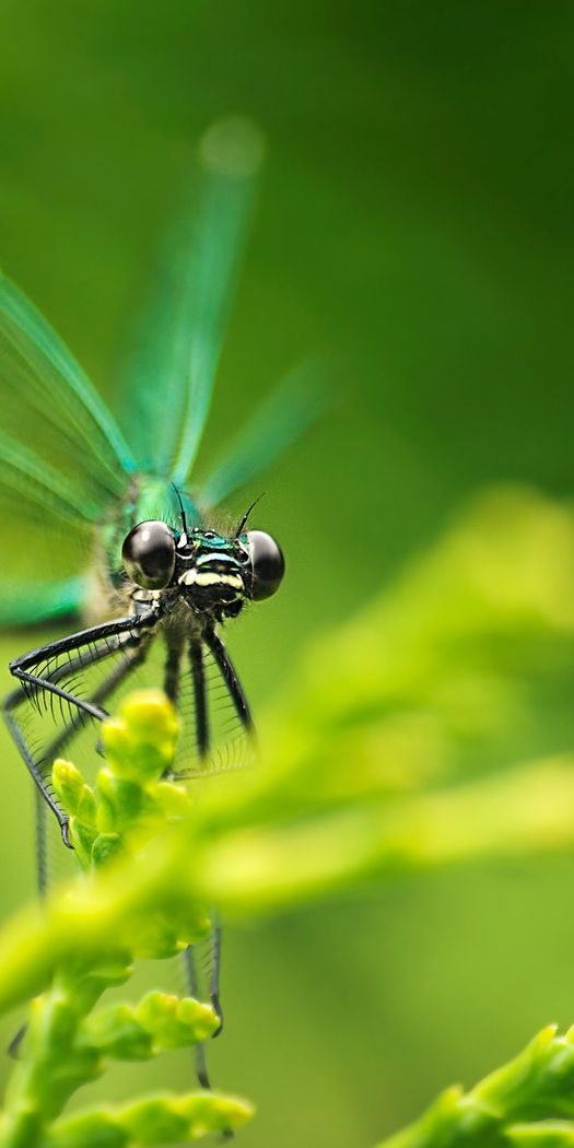 Phone Insect Wallpapers Phone wallpaper: Insects, Dragonflies 26368