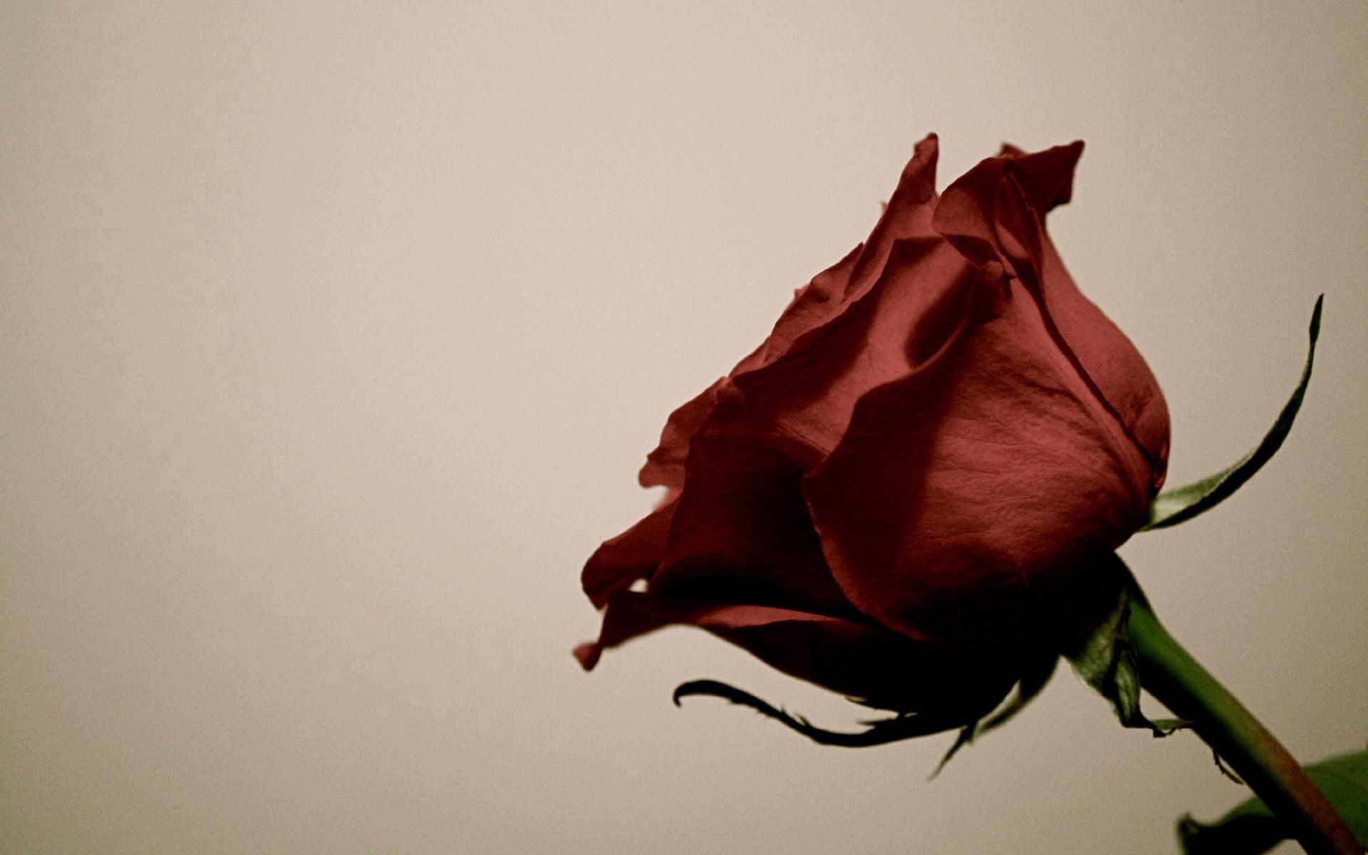 Téléchargez gratuitement l'image Bourgeon, Fleur, Tige, Fleurs, Une Rose, Rose sur le bureau de votre PC