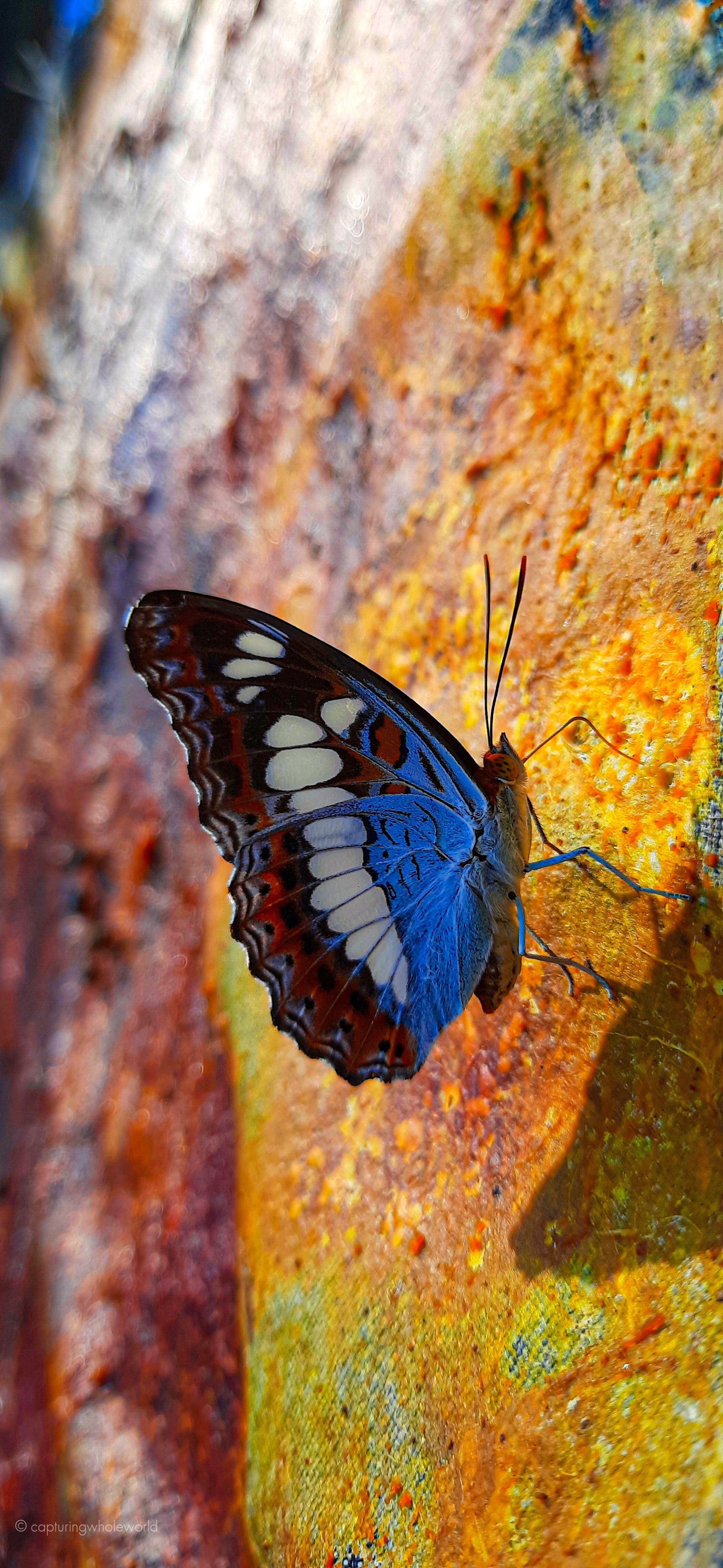 vertical wallpaper butterfly, animals, pattern, stains, spots, wings, profile