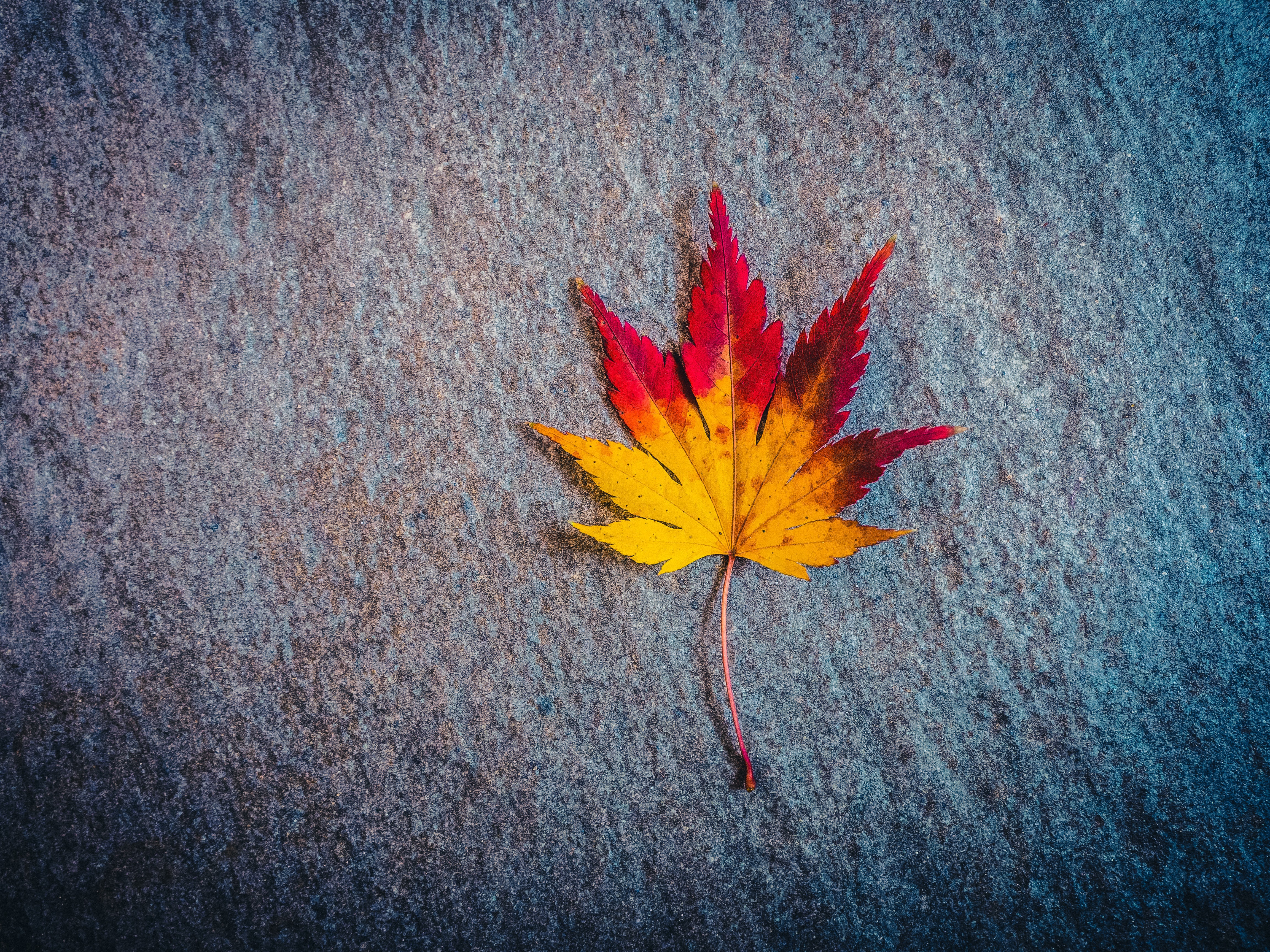 Скачать картинку Осень, Лист, Кленовый Лист, Земля/природа в телефон бесплатно.