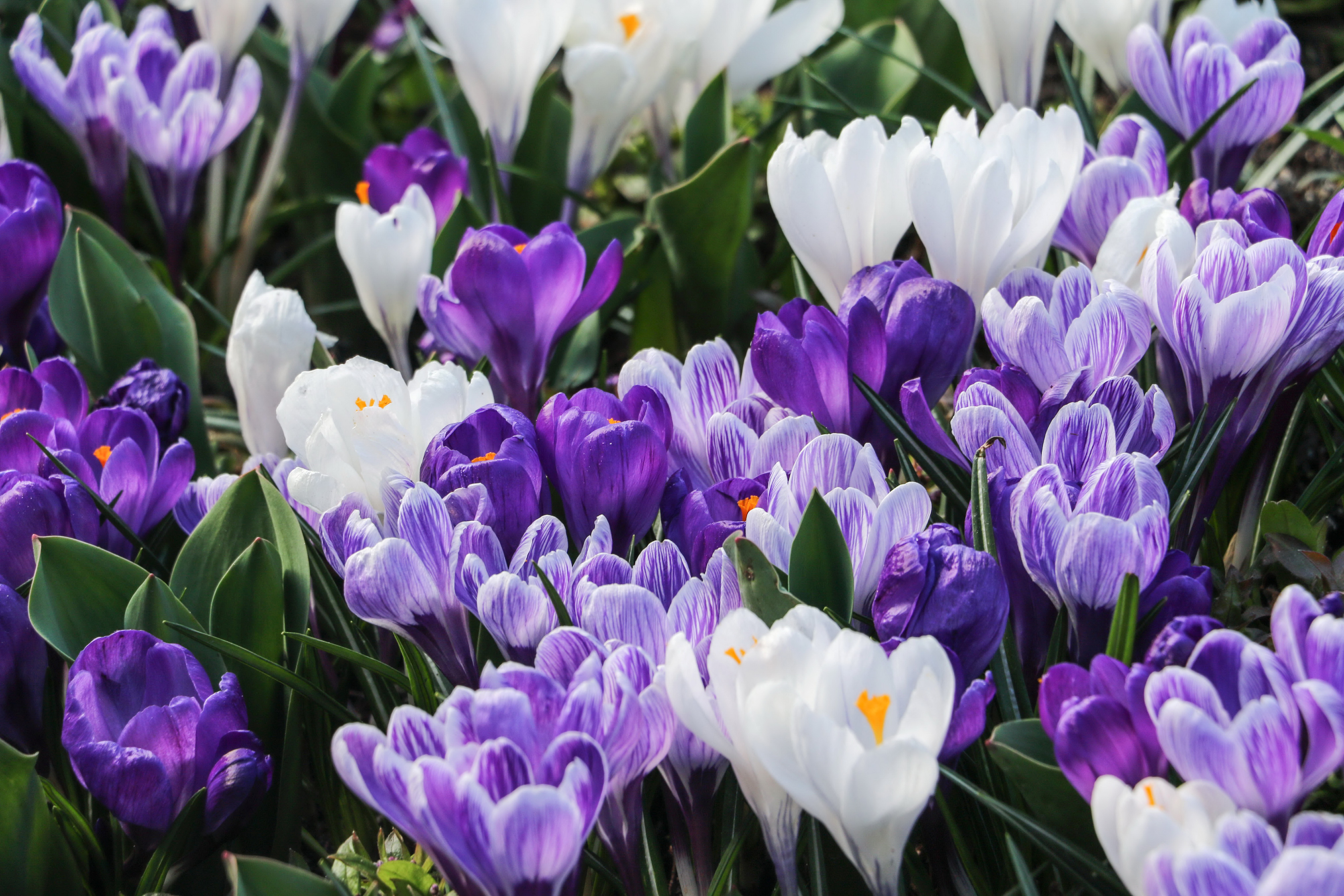 無料モバイル壁紙自然, フラワーズ, 花, 閉じる, 地球, クロッカス, 白い花, 紫色の花をダウンロードします。