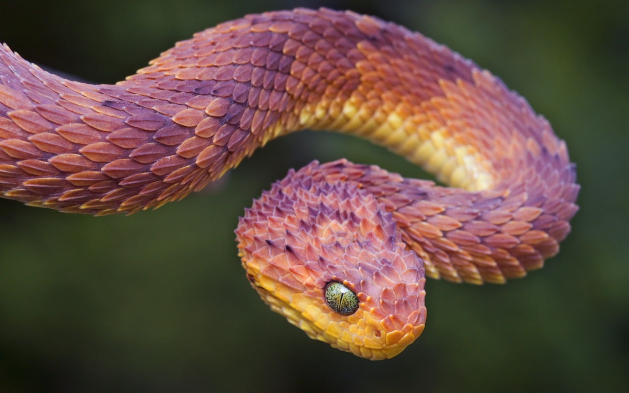1467101 descargar imagen animales, víbora, serpiente: fondos de pantalla y protectores de pantalla gratis