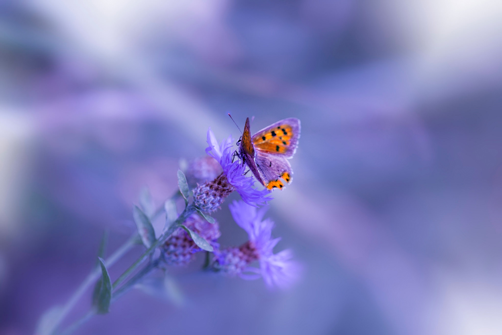 Laden Sie das Tiere, Schmetterlinge, Makro, Insekt, Lila Blume-Bild kostenlos auf Ihren PC-Desktop herunter