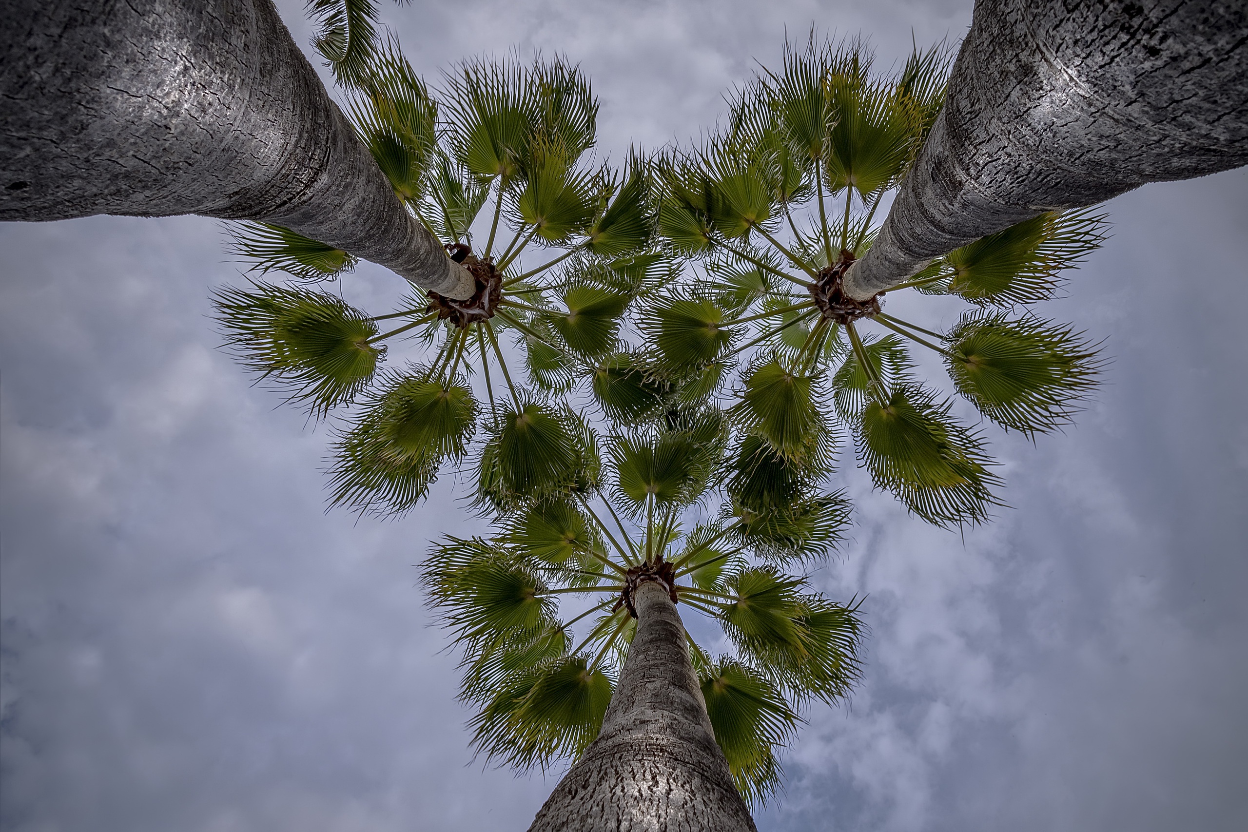 Free download wallpaper Earth, Canopy, Palm Tree on your PC desktop