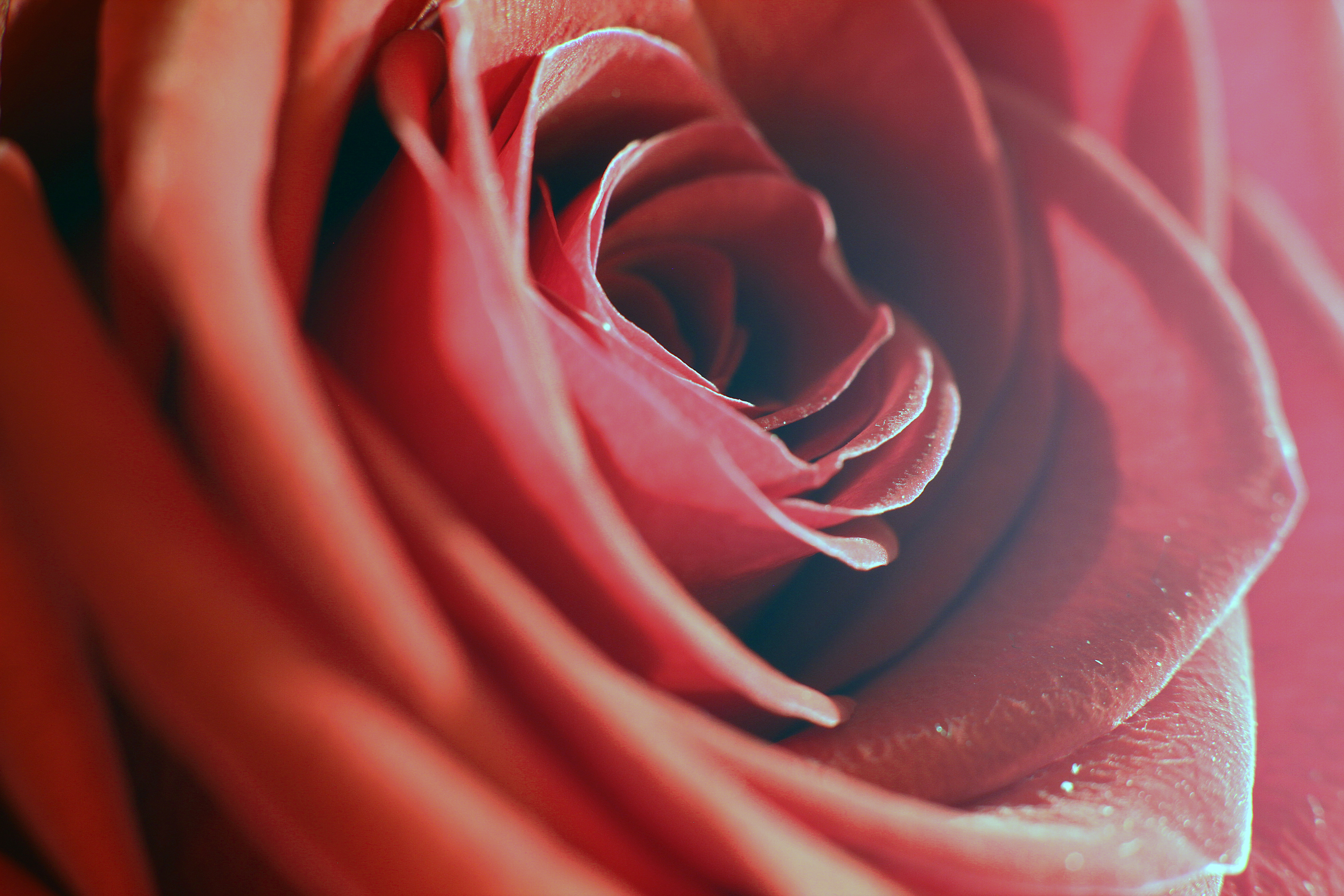 PCデスクトップに大きい, 赤い, 薔薇, マクロ, 花びら, バラの花, 花画像を無料でダウンロード