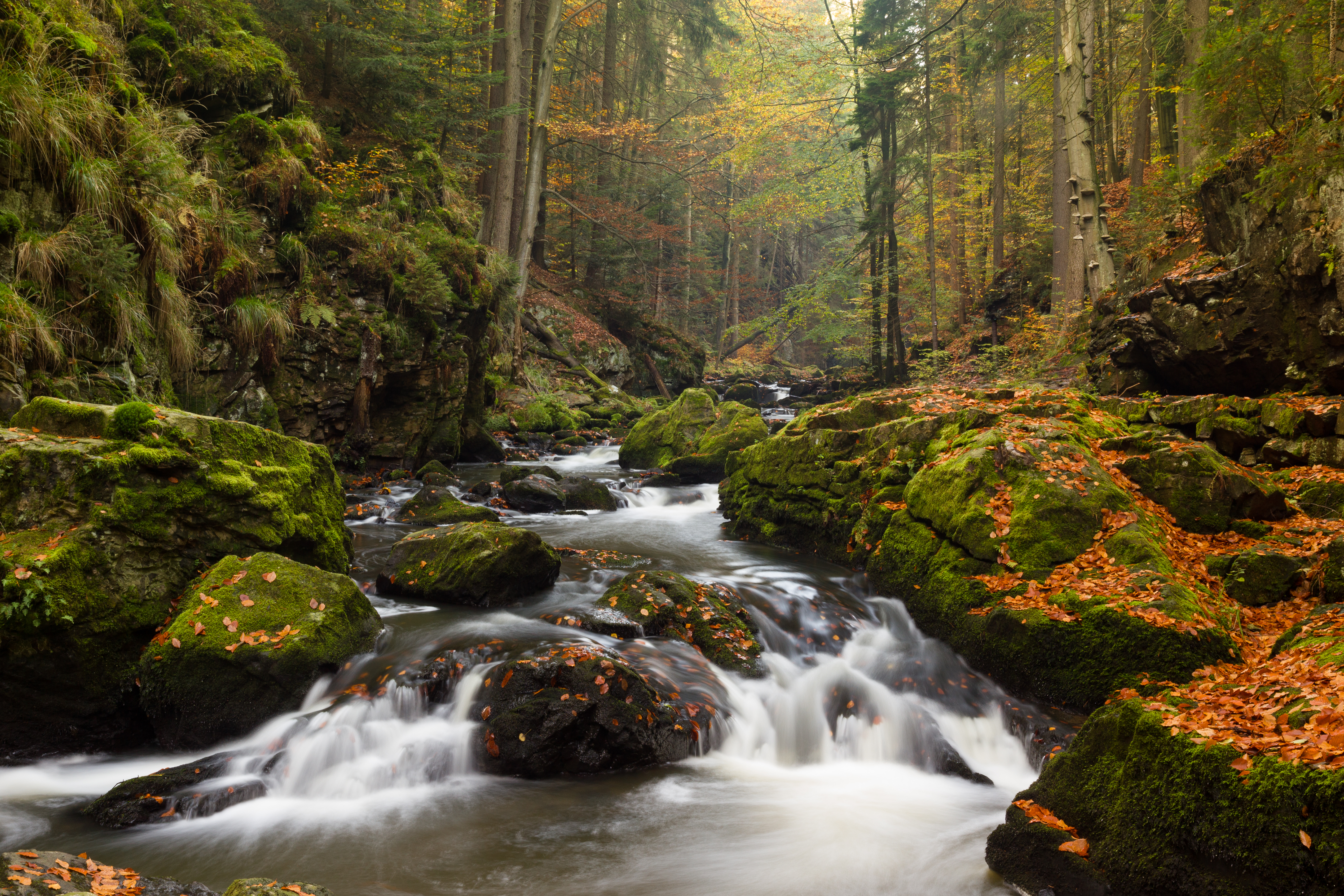 trees, nature, rivers, stones, flow, moss, stream HD for desktop 1080p
