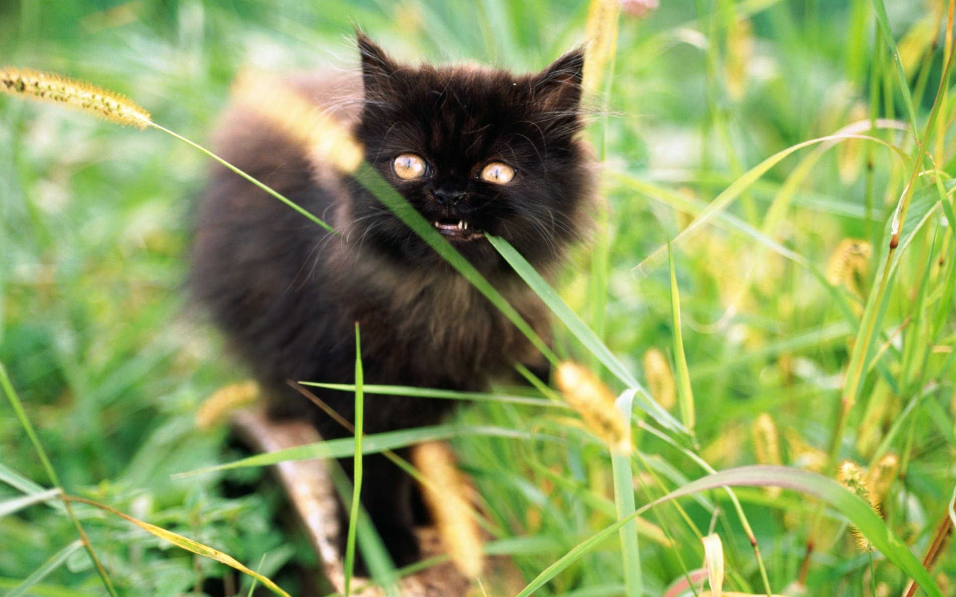 Handy-Wallpaper Tiere, Katzen, Katze kostenlos herunterladen.