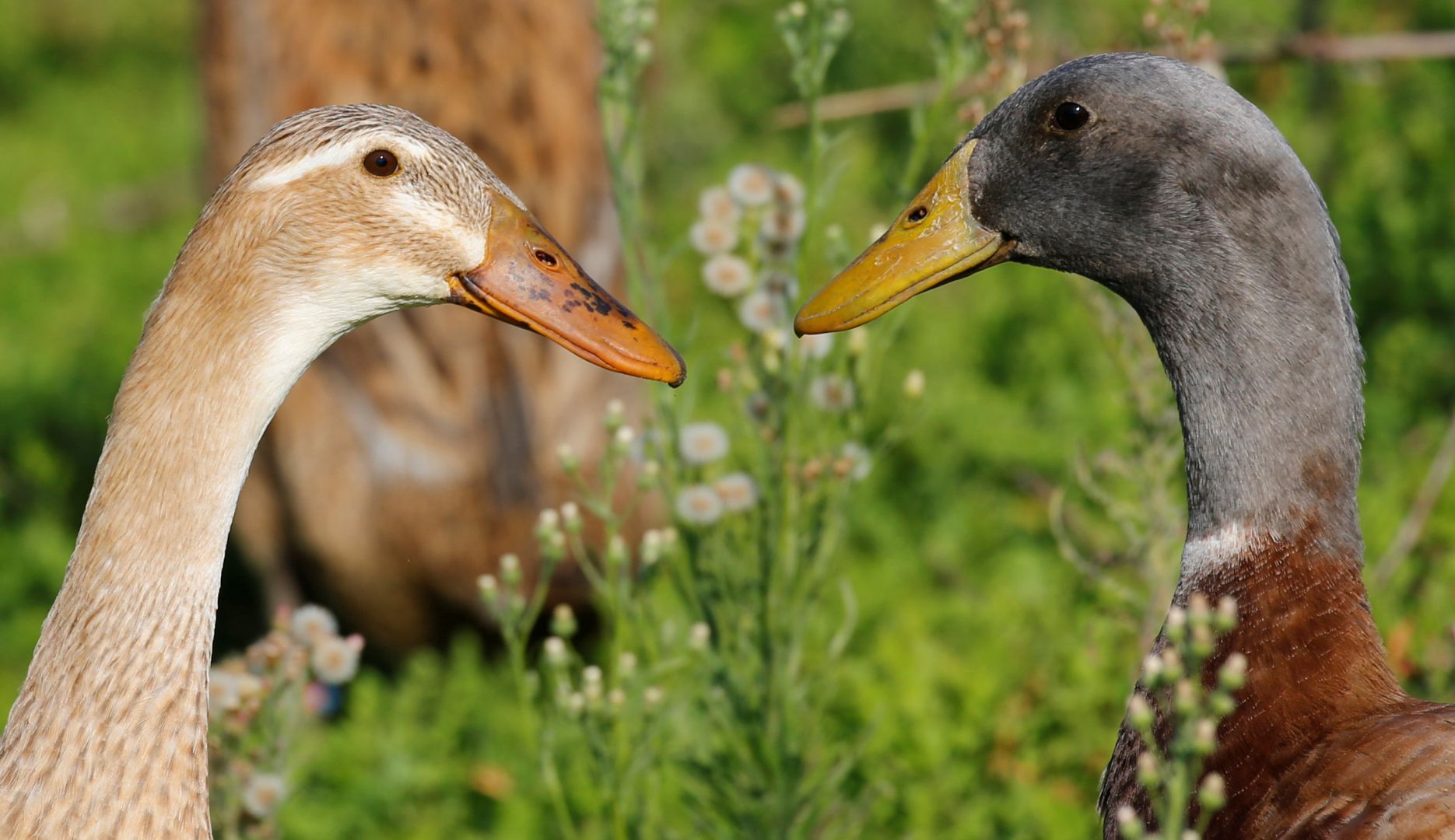 Descarga gratis la imagen Animales, Pato, Aves en el escritorio de tu PC