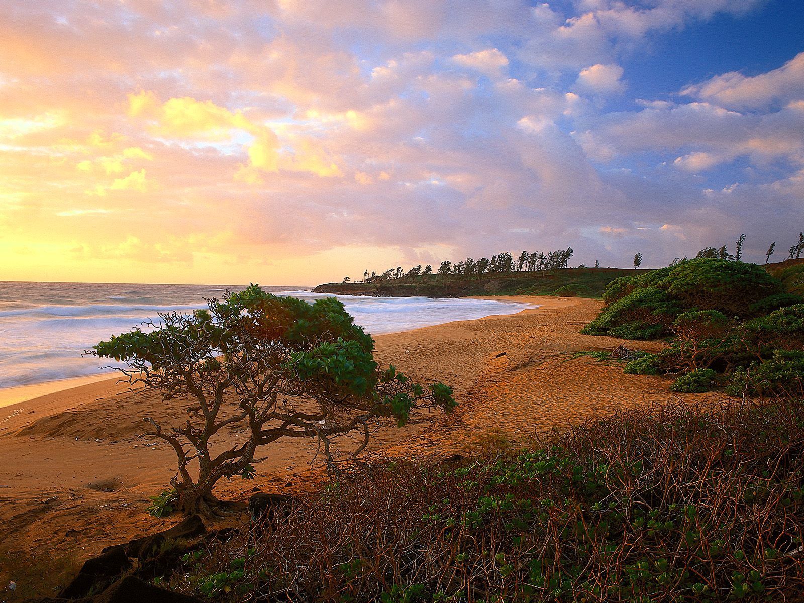 Laden Sie das Natur, Bush, Bank, Bäume, Sea, Sand, Ufer, Strand-Bild kostenlos auf Ihren PC-Desktop herunter