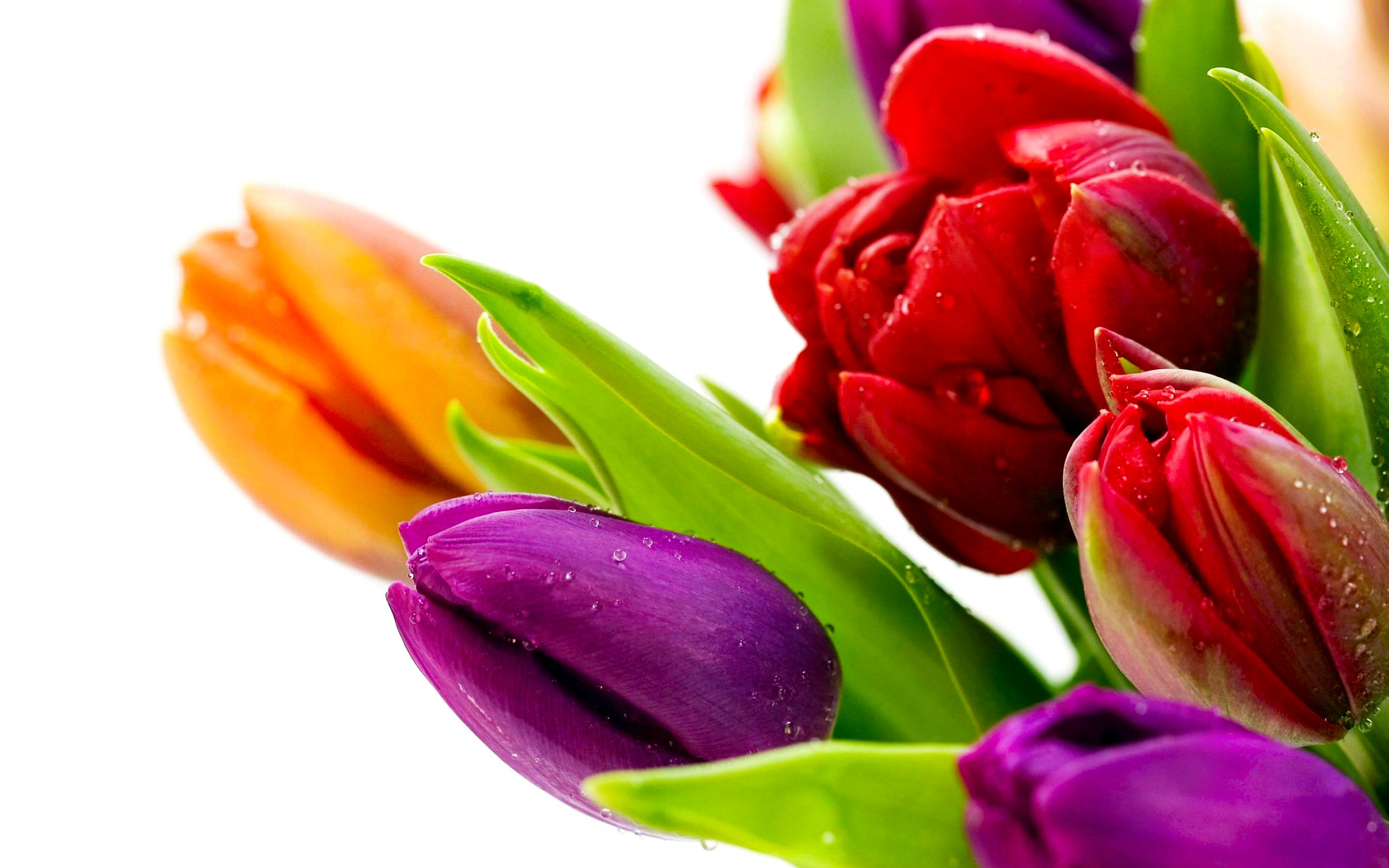 278250 télécharger l'image fleur, terre/nature, tulipe, coloré, fleurs - fonds d'écran et économiseurs d'écran gratuits