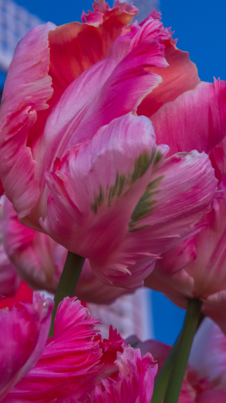 Descarga gratuita de fondo de pantalla para móvil de Naturaleza, Flores, Luna, Flor, Flor Rosa, De Cerca, Tulipán, Tierra/naturaleza.