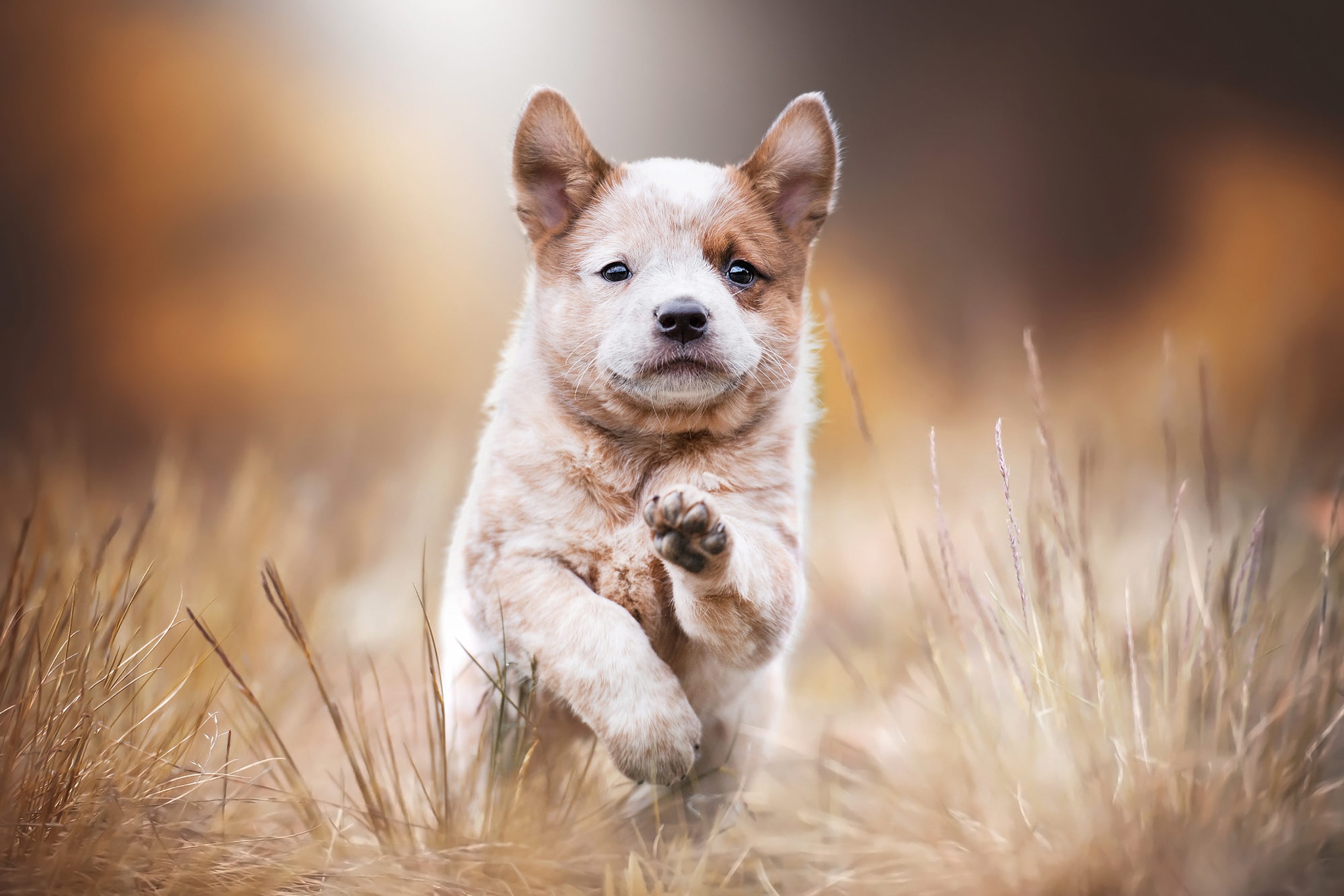Download mobile wallpaper Dogs, Dog, Animal, Puppy, Akita, Baby Animal, Depth Of Field for free.