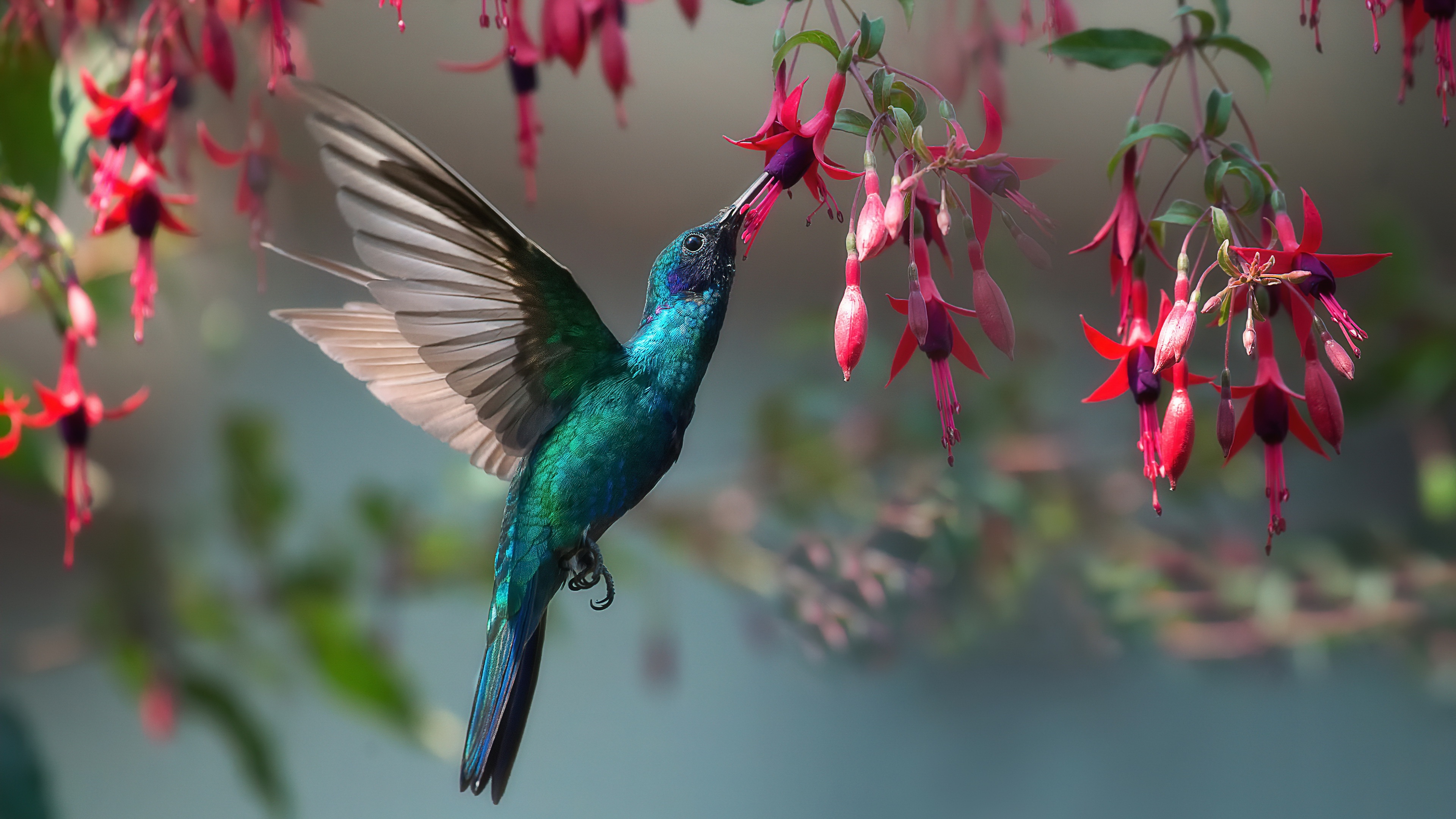 486827 descargar imagen animales, colibrí, ave, flor, fucsia, aves: fondos de pantalla y protectores de pantalla gratis