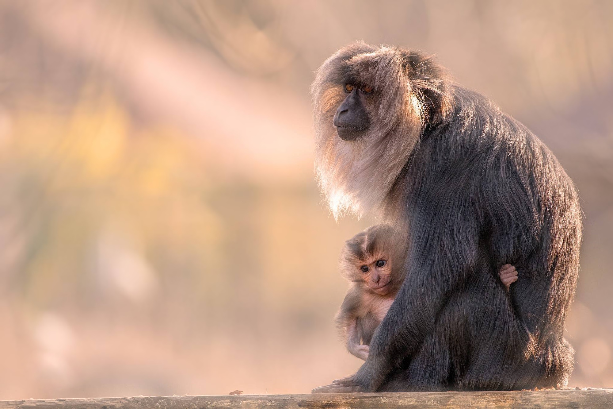 Laden Sie das Tiere, Primas, Affen, Makaken, Tierbaby-Bild kostenlos auf Ihren PC-Desktop herunter