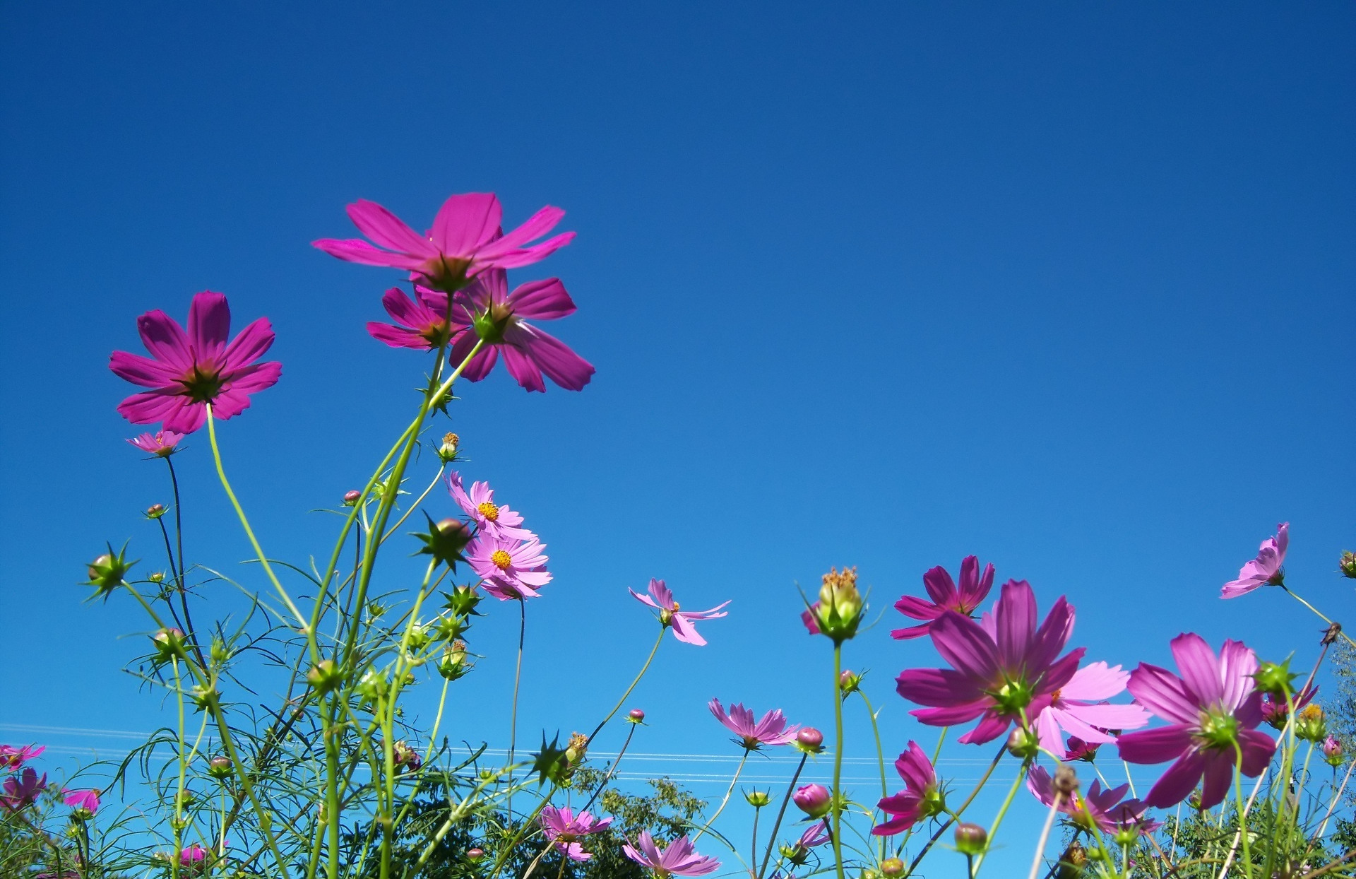 Téléchargez gratuitement l'image Fleurs, Fleur, Terre/nature sur le bureau de votre PC