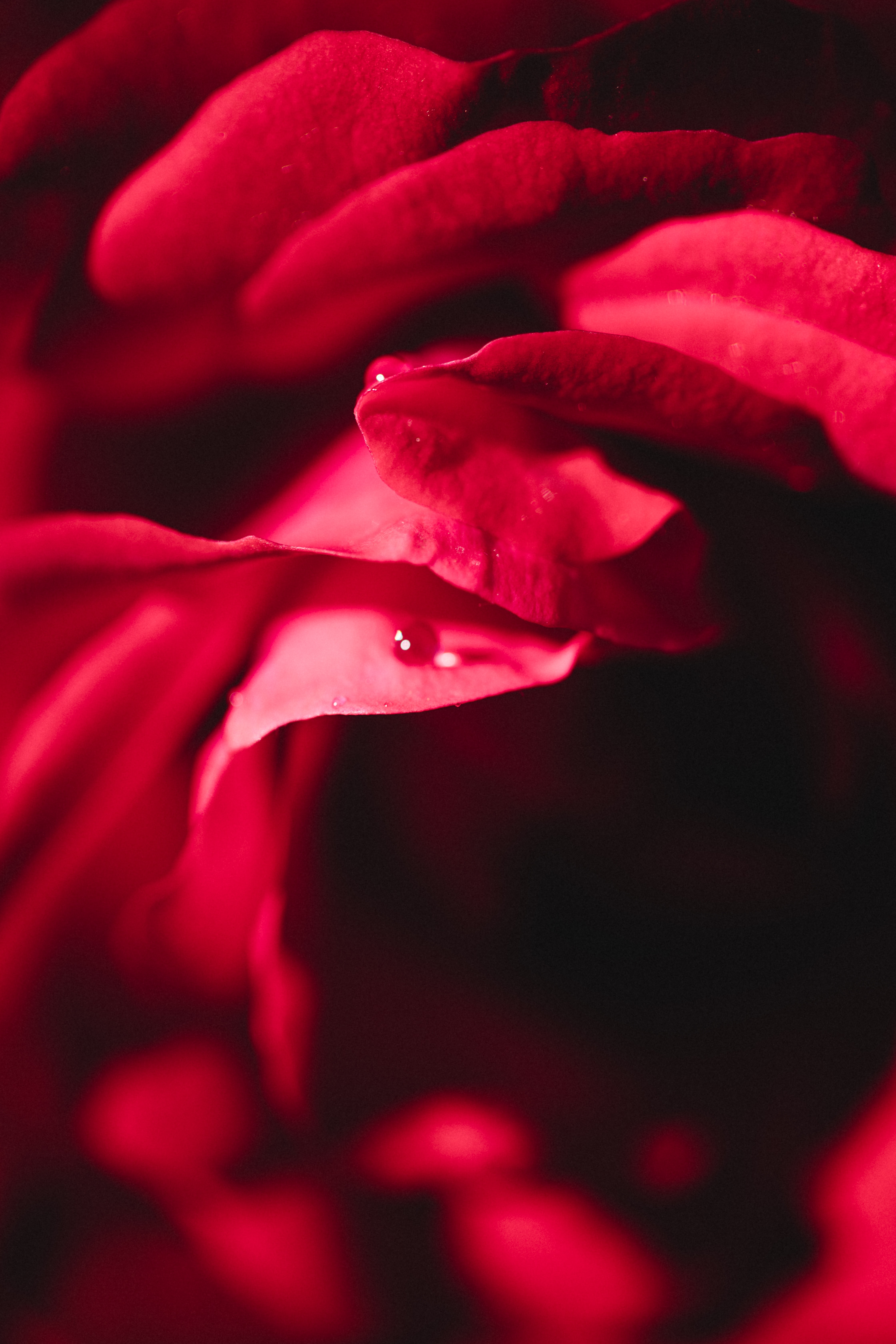 Free download wallpaper Rose, Macro, Petals, Water, Drops, Rose Flower on your PC desktop