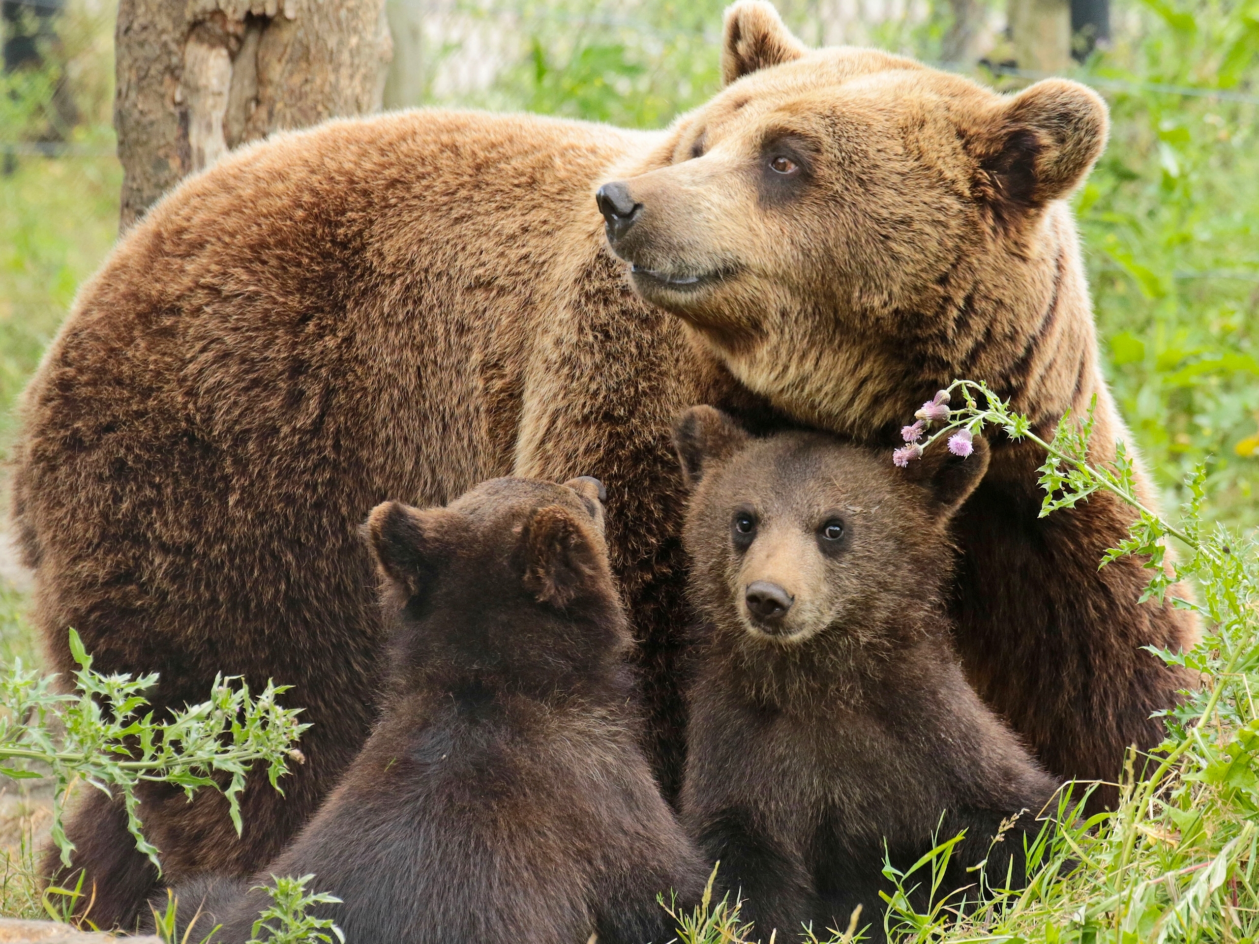 Baixar papel de parede para celular de Animais, Urso, Fofo, Ursos, Animal Bebê, Filhote gratuito.