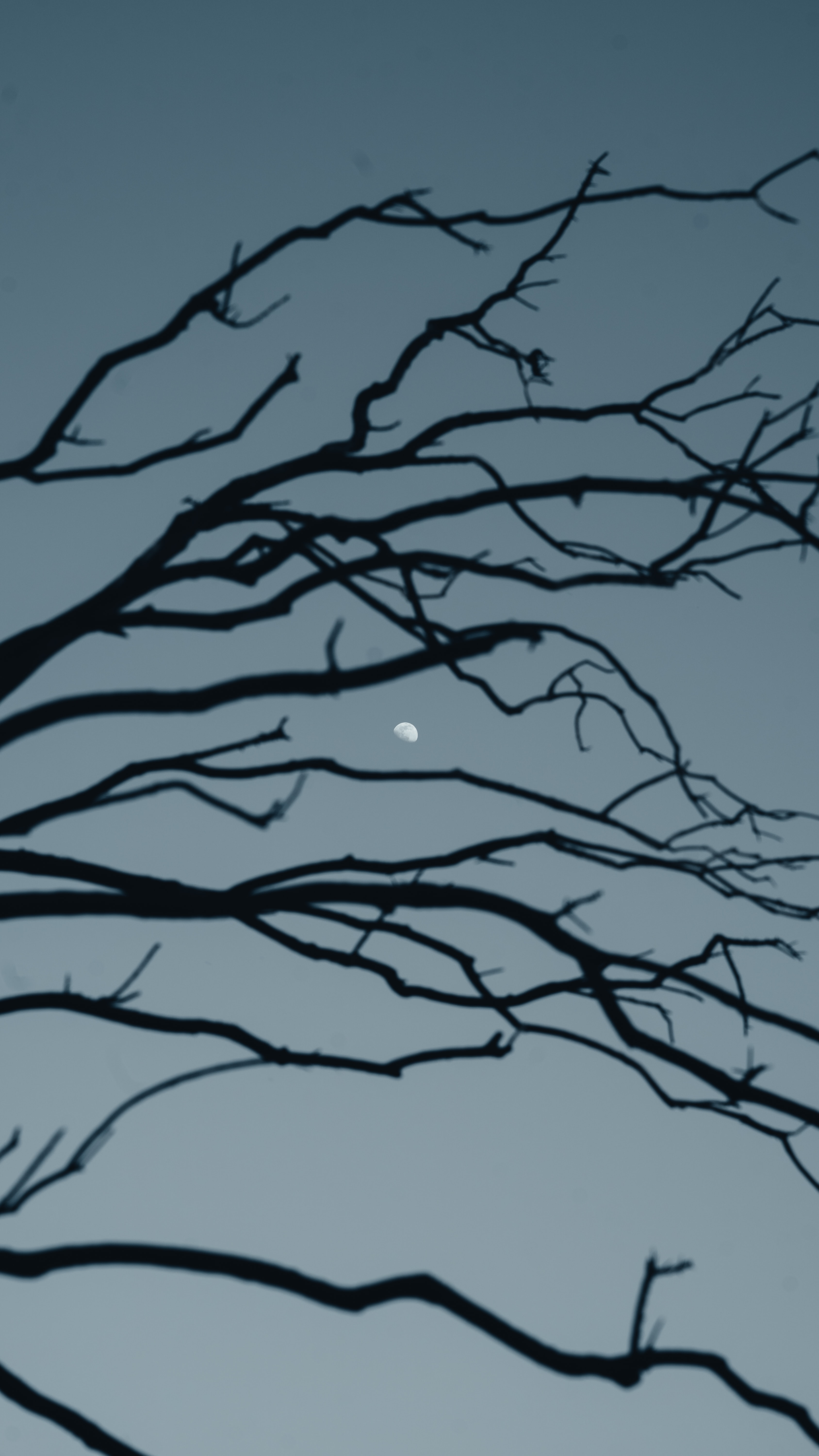 Download mobile wallpaper Branch, Evening, Sky, Nature, Moon for free.