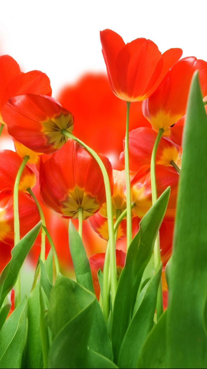 1084959 Bildschirmschoner und Hintergrundbilder Blumen auf Ihrem Telefon. Laden Sie  Bilder kostenlos herunter