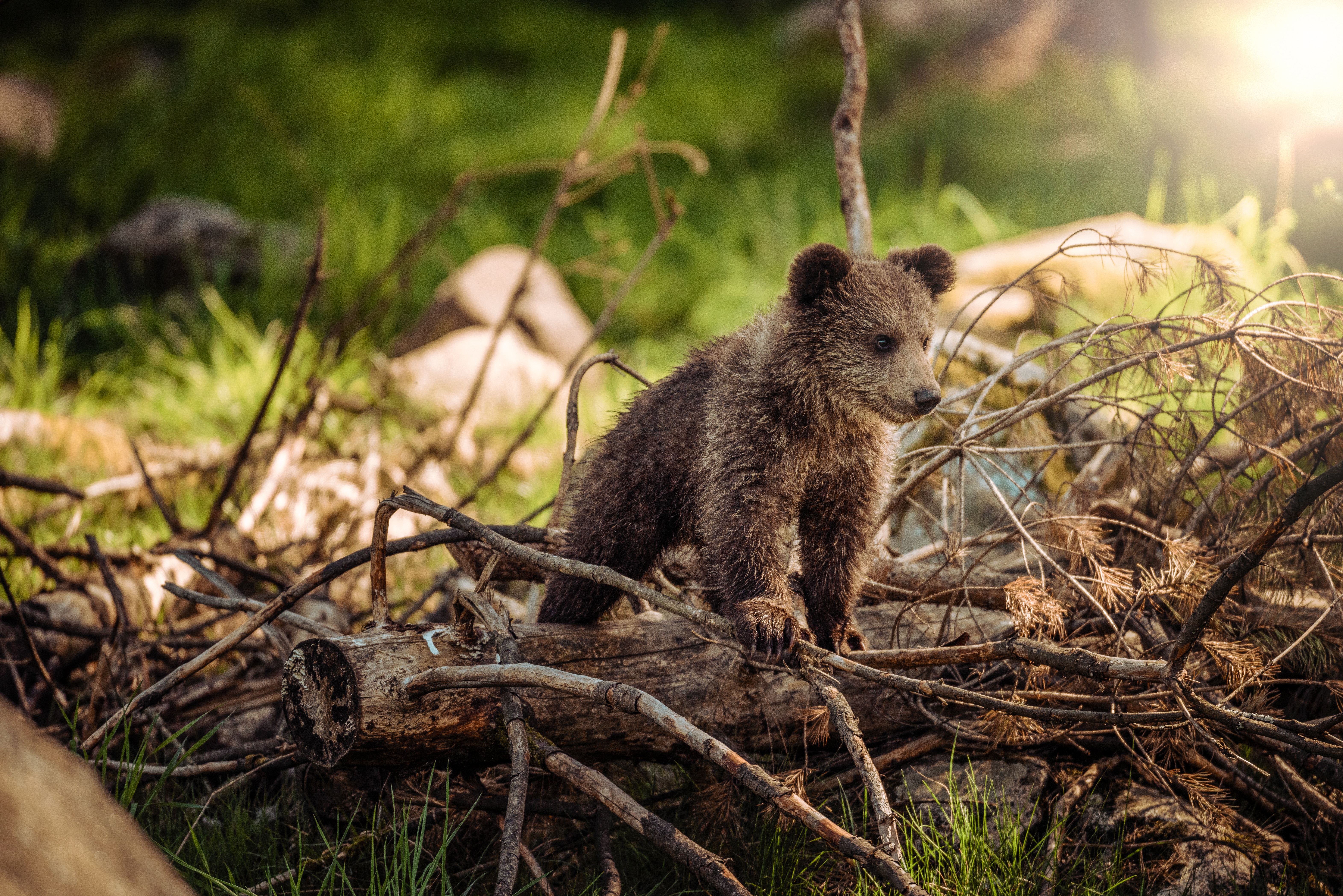 Free download wallpaper Teddy Bear, Young, Branches, Stroll, Joey, Animals, Bear on your PC desktop