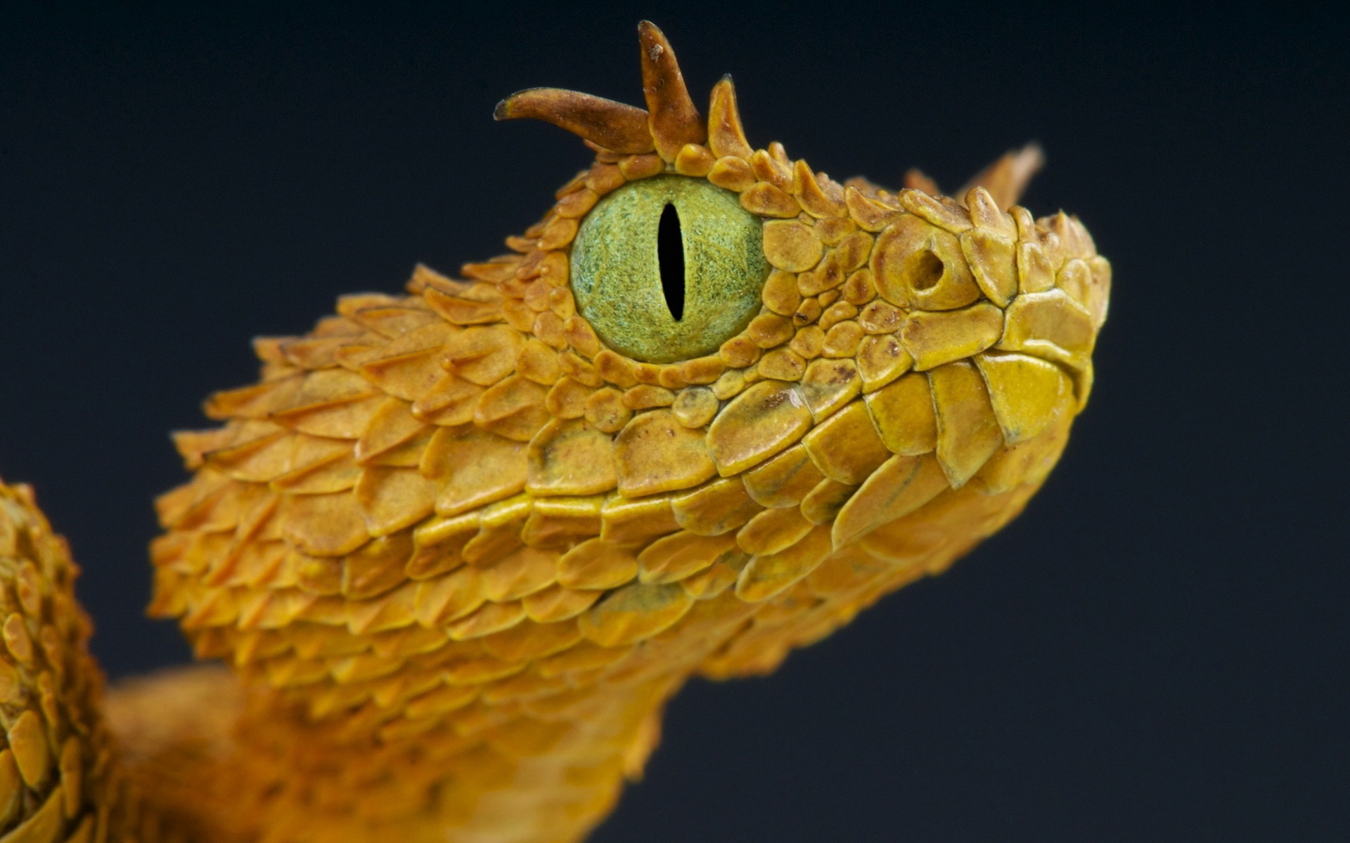 Download mobile wallpaper Viper, Reptiles, Animal for free.