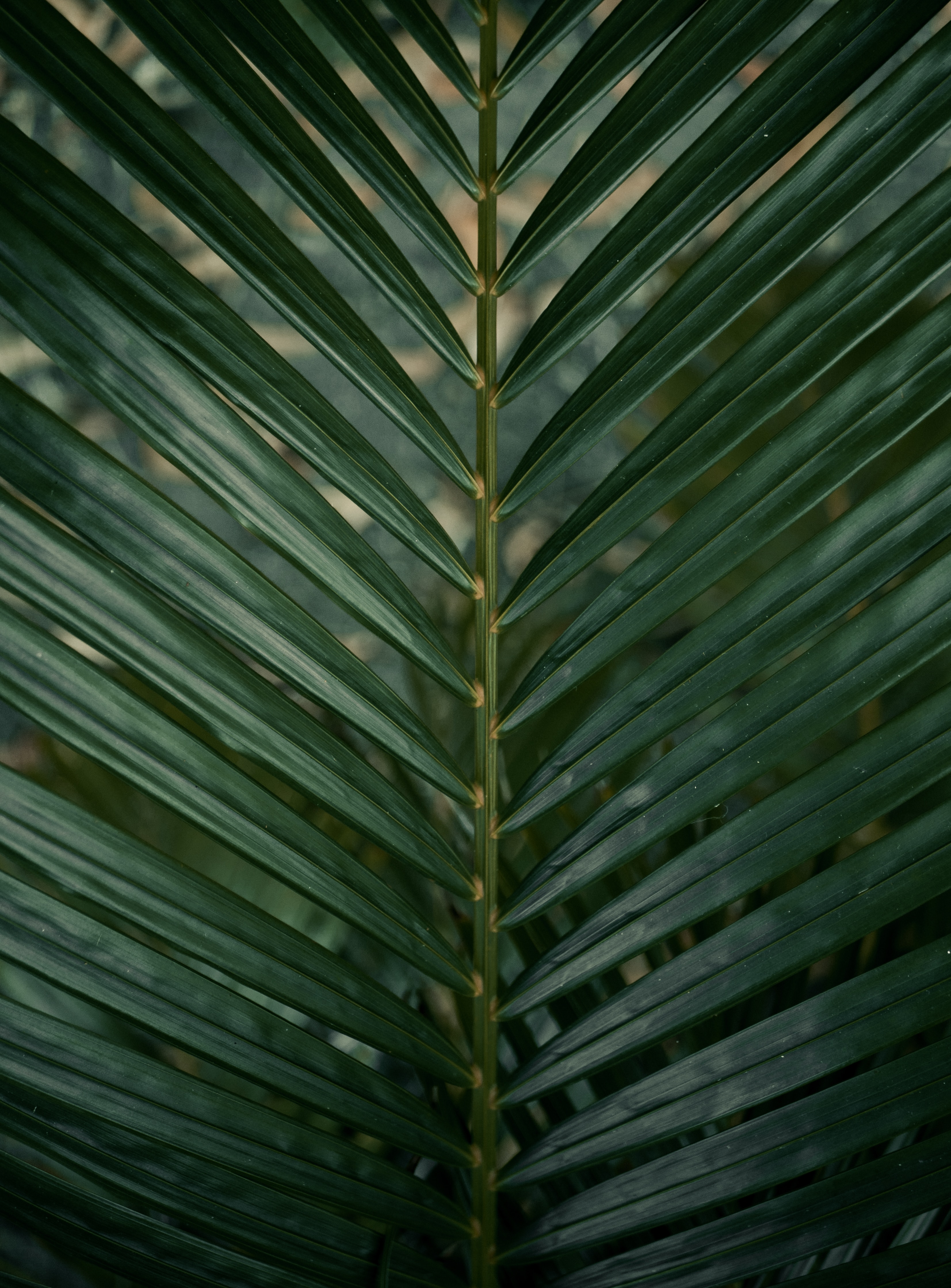 green, plant, texture, textures, palm, branch, leaflet 4K for PC
