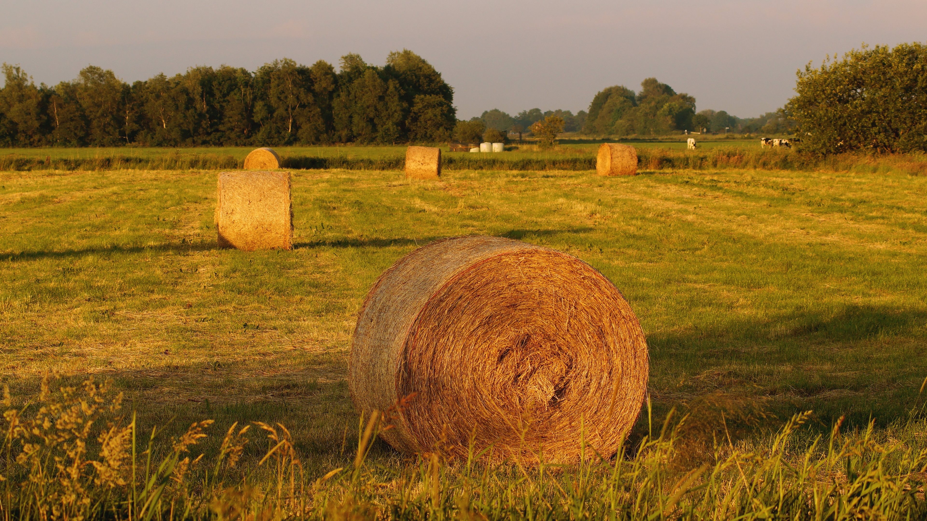 earth, haystack