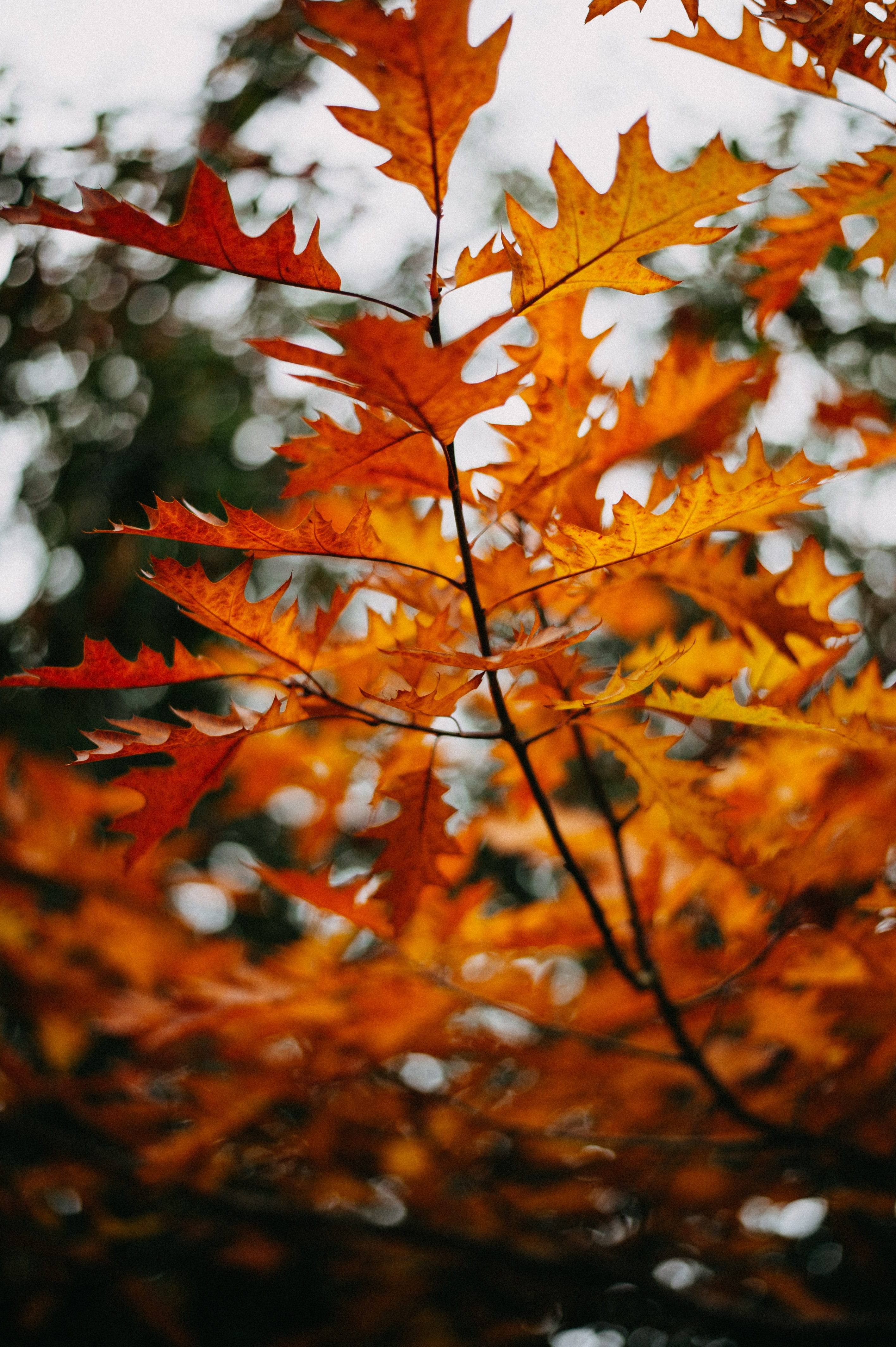 Скачать картинку Природа, Ветка, Растение, Желтый, Листья, Осень в телефон бесплатно.