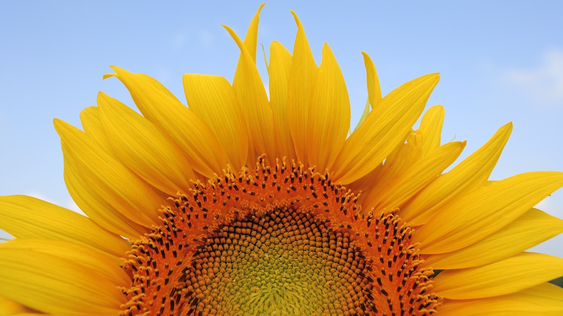 Sunflower  HD desktop images