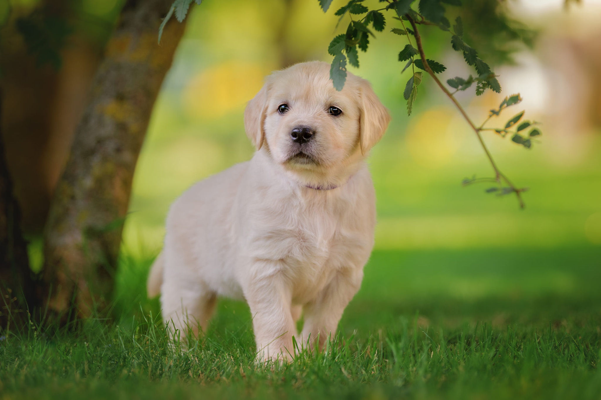 Laden Sie das Tiere, Hunde, Hund, Welpen, Labrador, Tierbaby-Bild kostenlos auf Ihren PC-Desktop herunter