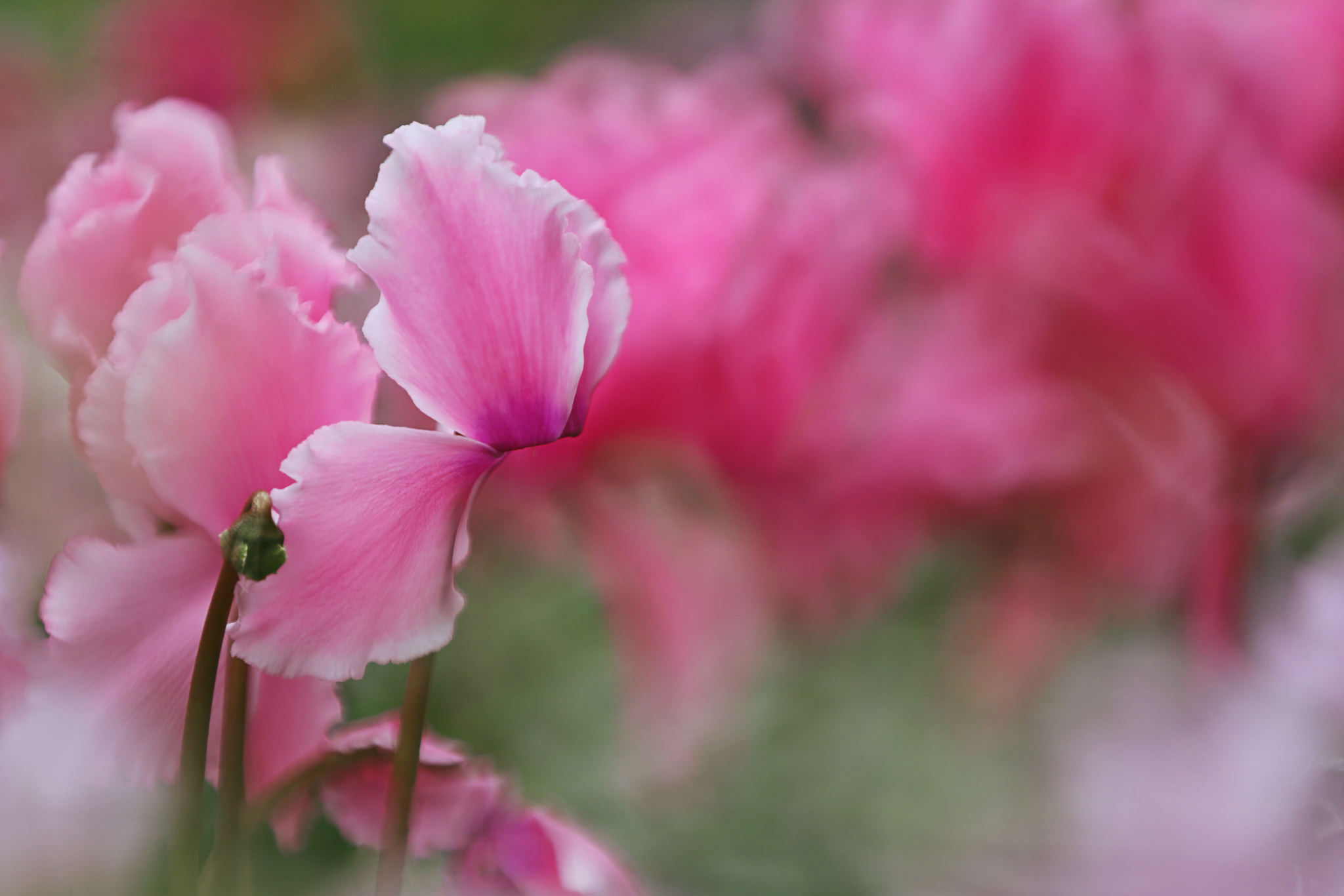 Téléchargez des papiers peints mobile Fleurs, Fleur, Se Brouiller, Cyclamen, La Nature, Terre/nature, Fleur Rose gratuitement.