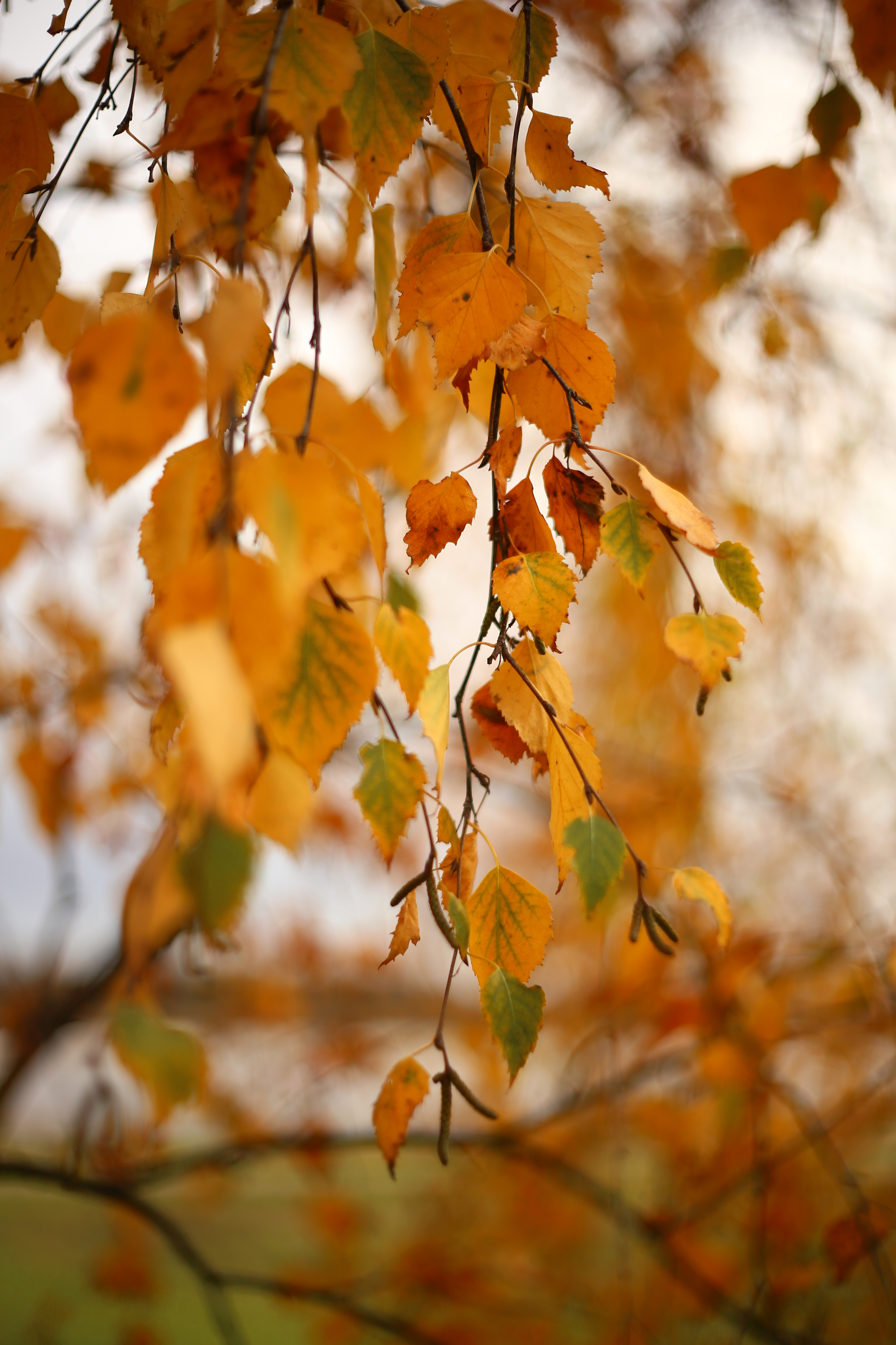 138943 скачать картинку листья, осень, береза, природа, ветка, желтый - обои и заставки бесплатно
