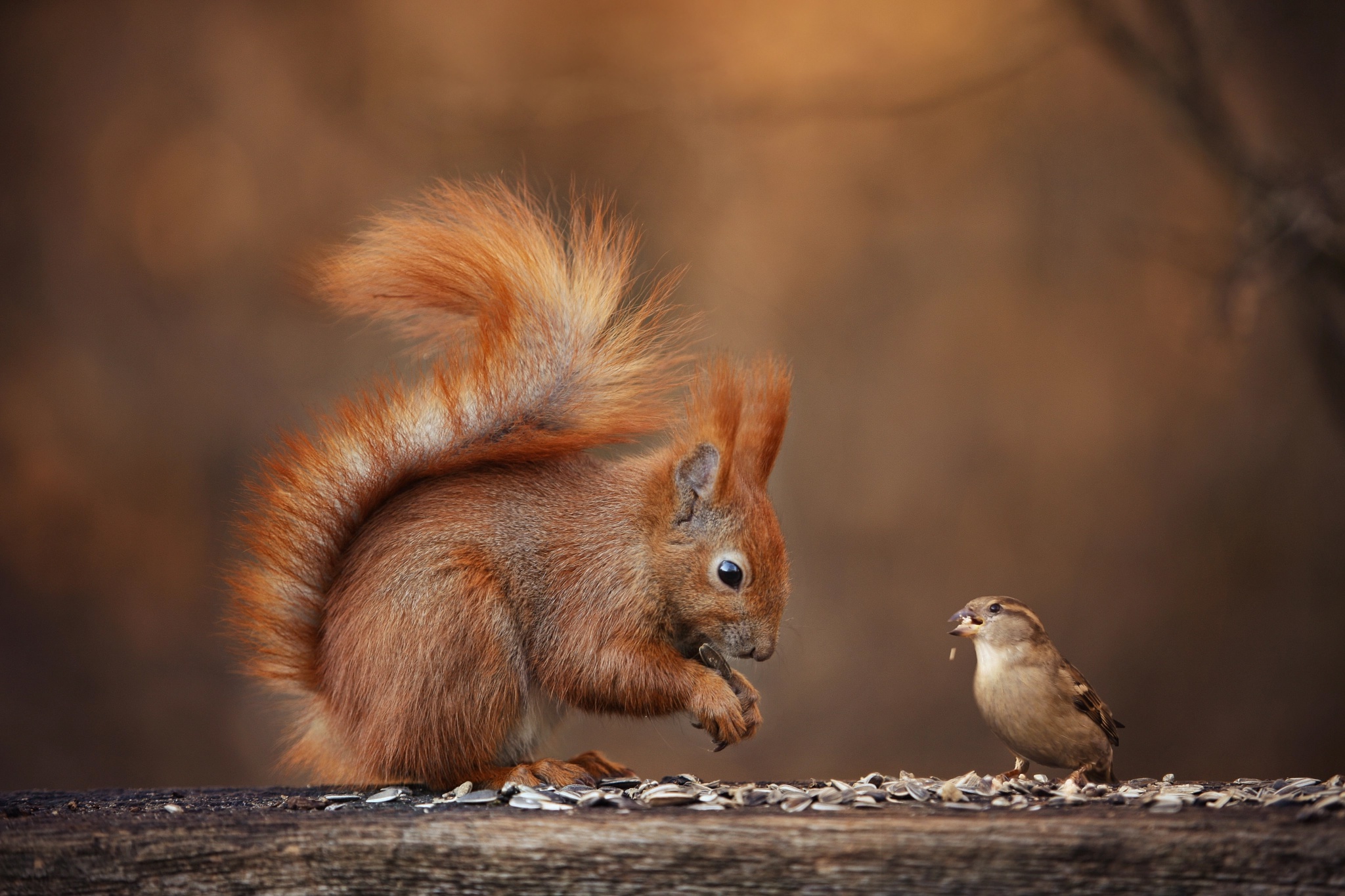 Download mobile wallpaper Squirrel, Bird, Sparrow, Animal, Rodent for free.