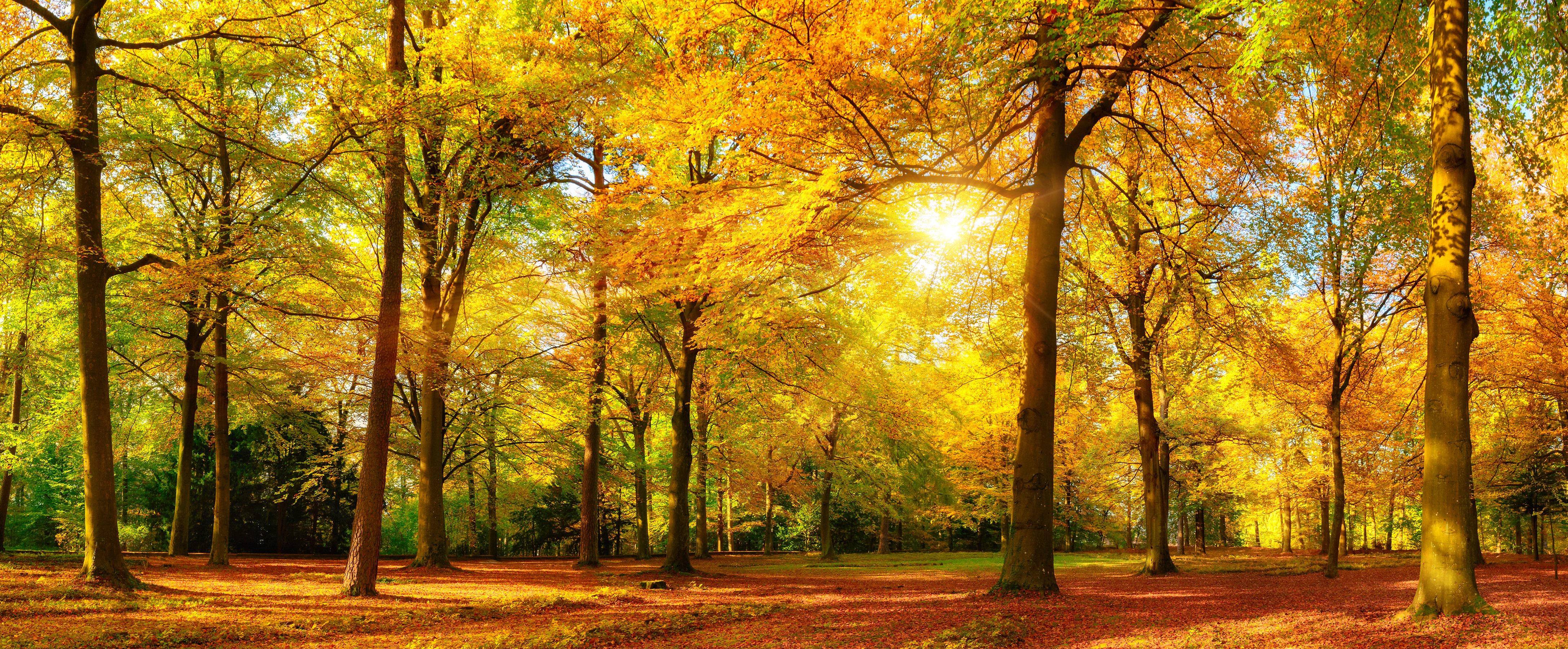 Скачать обои бесплатно Осень, Парк, Дерево, Золотой, Фотографии, Жёлтый, Солнечный Луч картинка на рабочий стол ПК