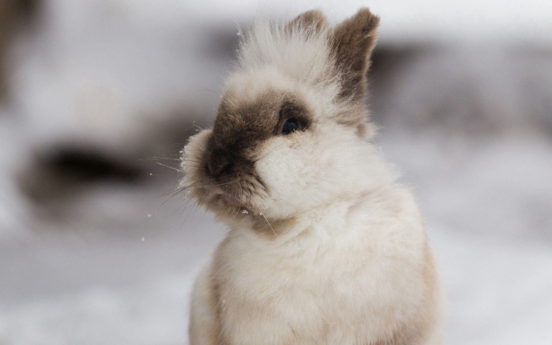 PCデスクトップに動物, 装飾, ふかふかした, 耳, 兎, ふわふわ, ウサギ画像を無料でダウンロード