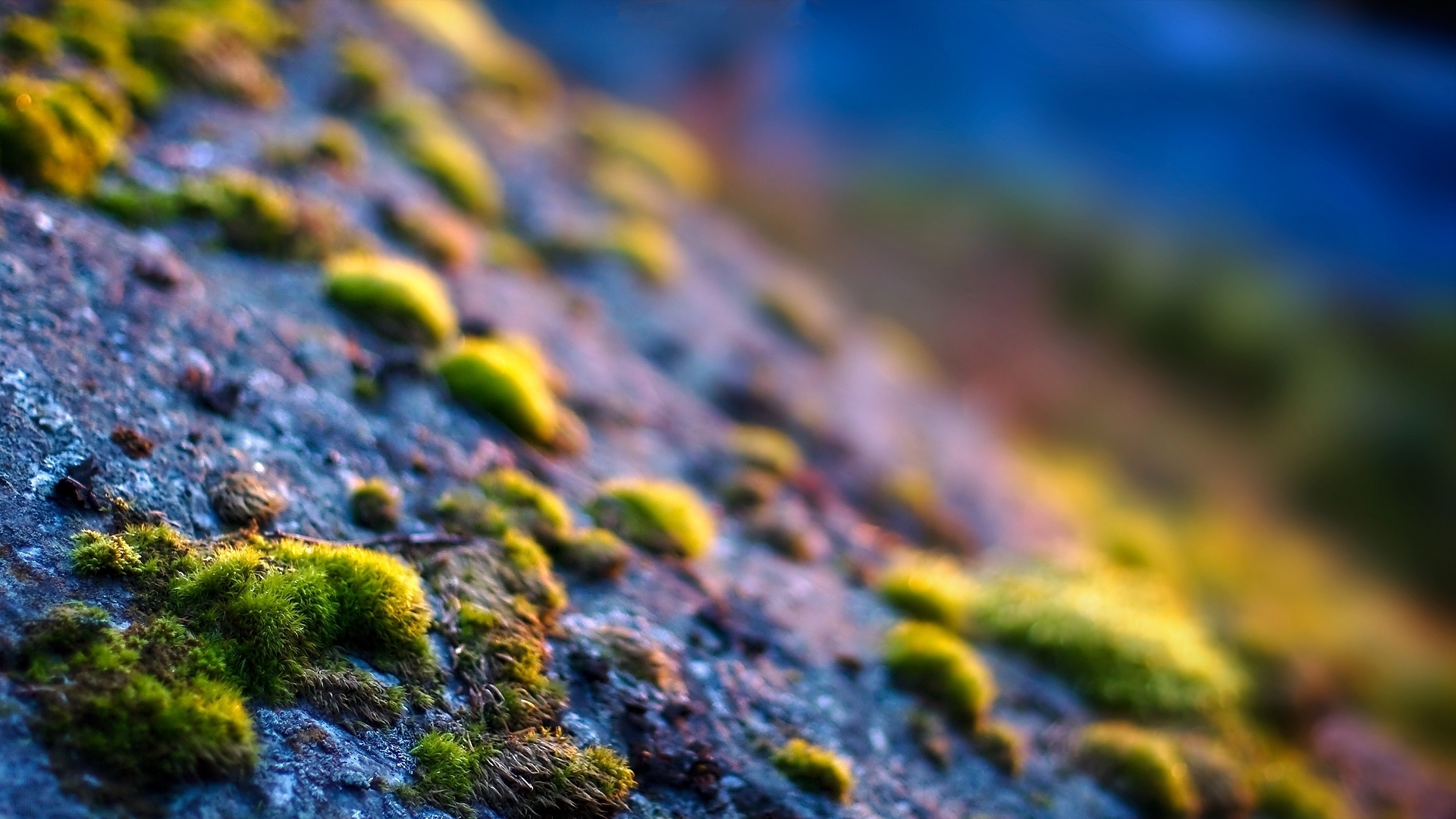 Free download wallpaper Macro, Moss, Photography on your PC desktop