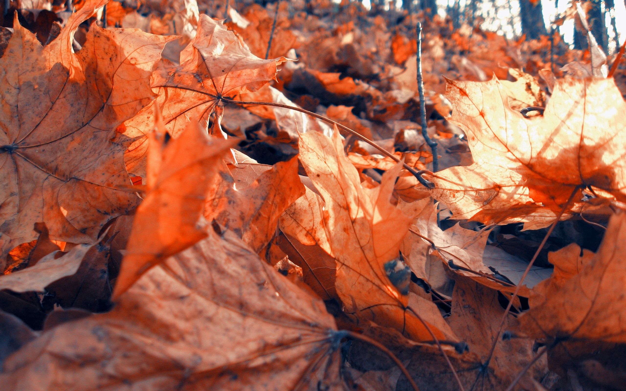 maple, autumn, foliage, macro, dry for android