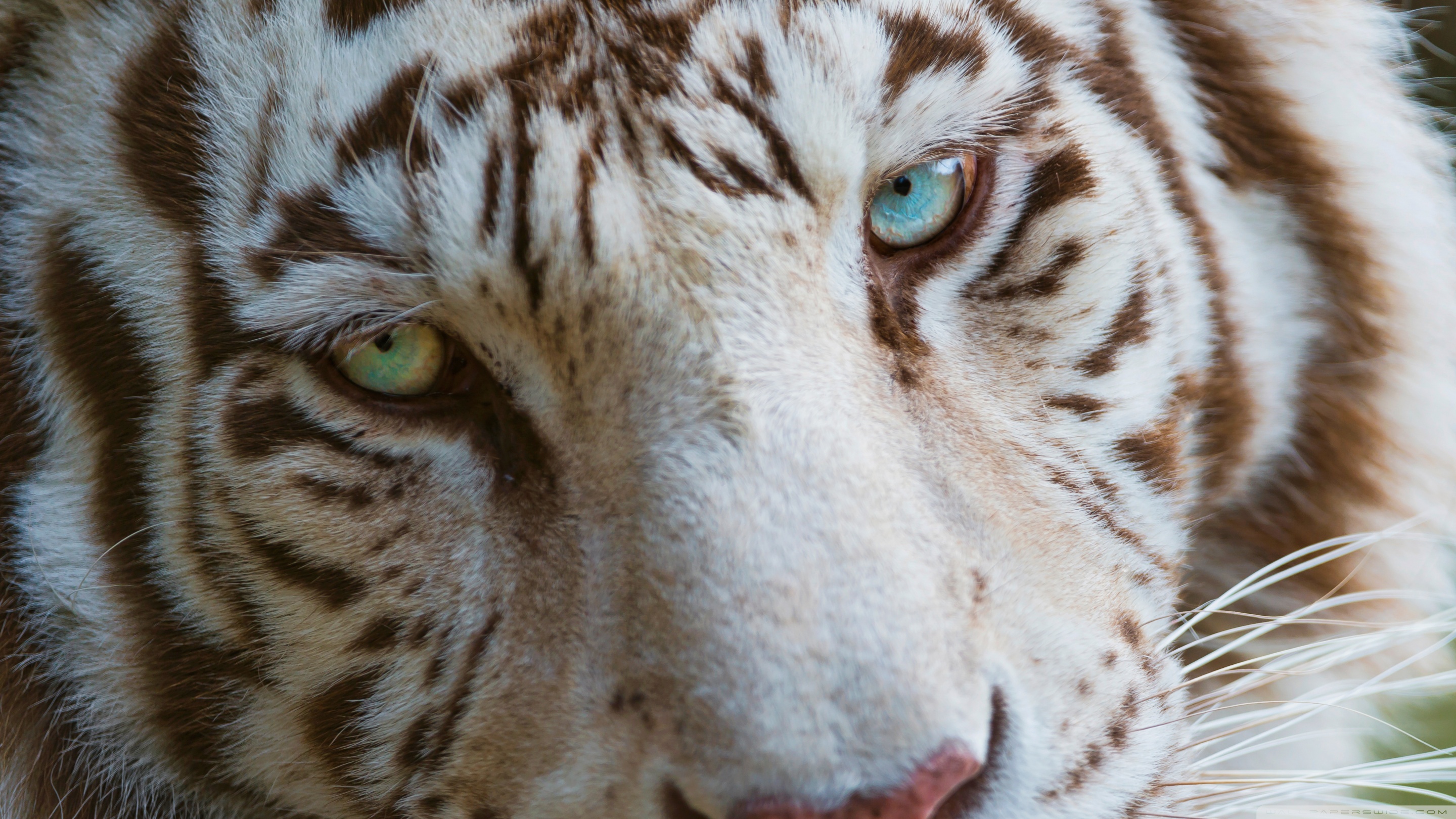 Téléchargez gratuitement l'image Animaux, Chats, Tigre, Tigre Blanc sur le bureau de votre PC